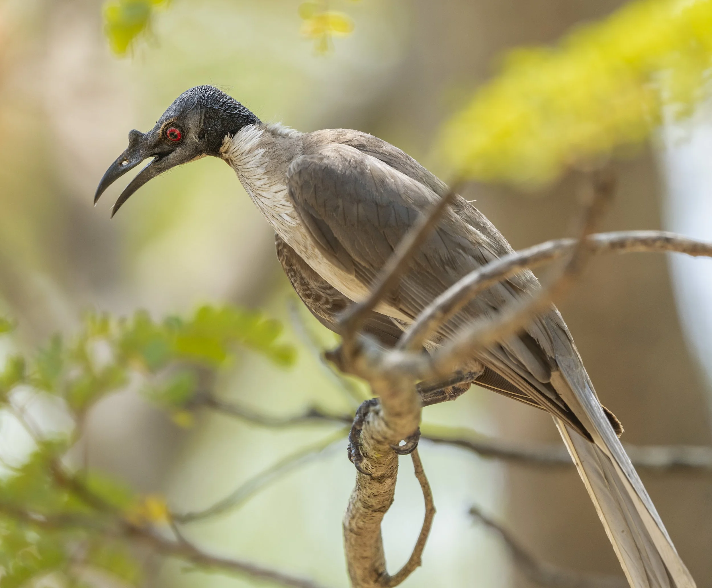 Noisy Friarbird