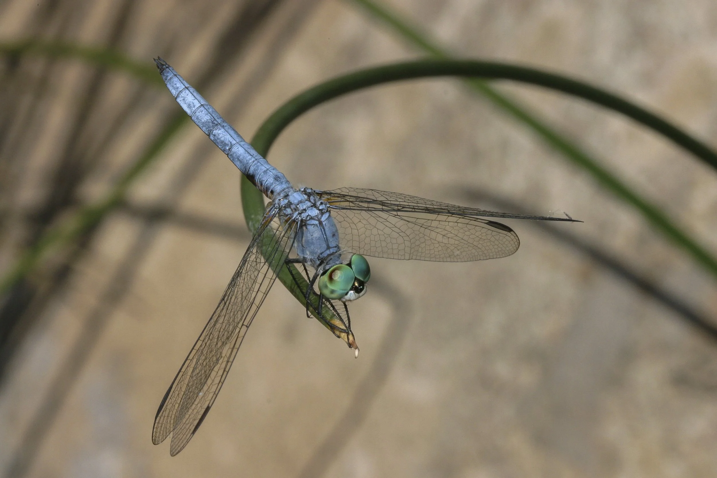 Blue Dasher (Pachydiplax longipennis)_IMG_3996.jpg