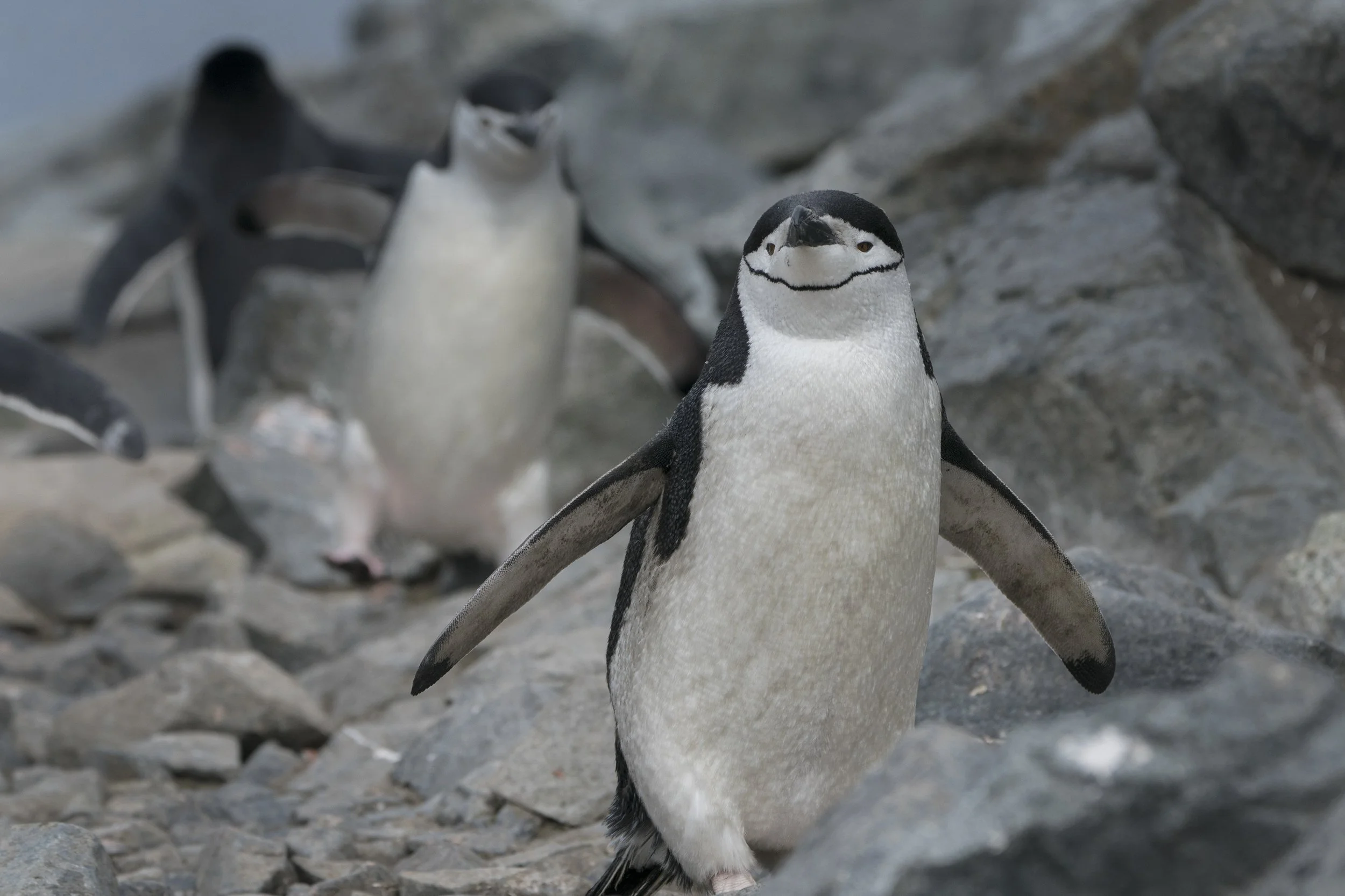 Chinstrap Penguin