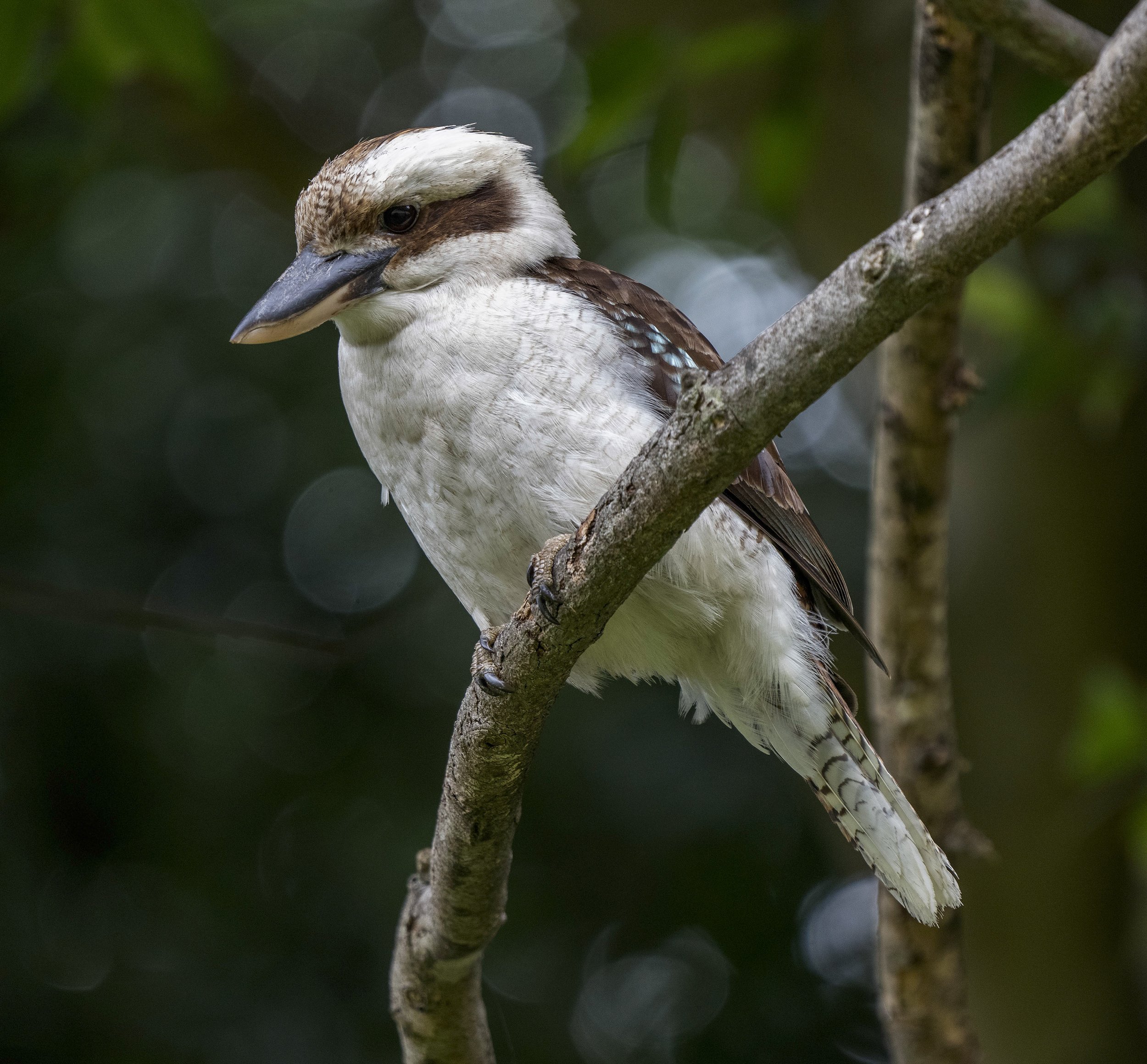 Laughing Kookaburra