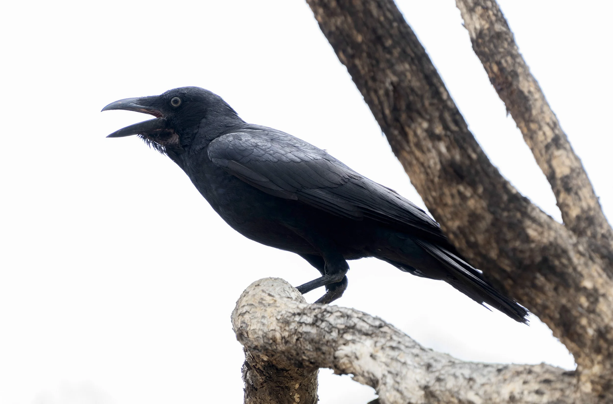 Torresian Crow