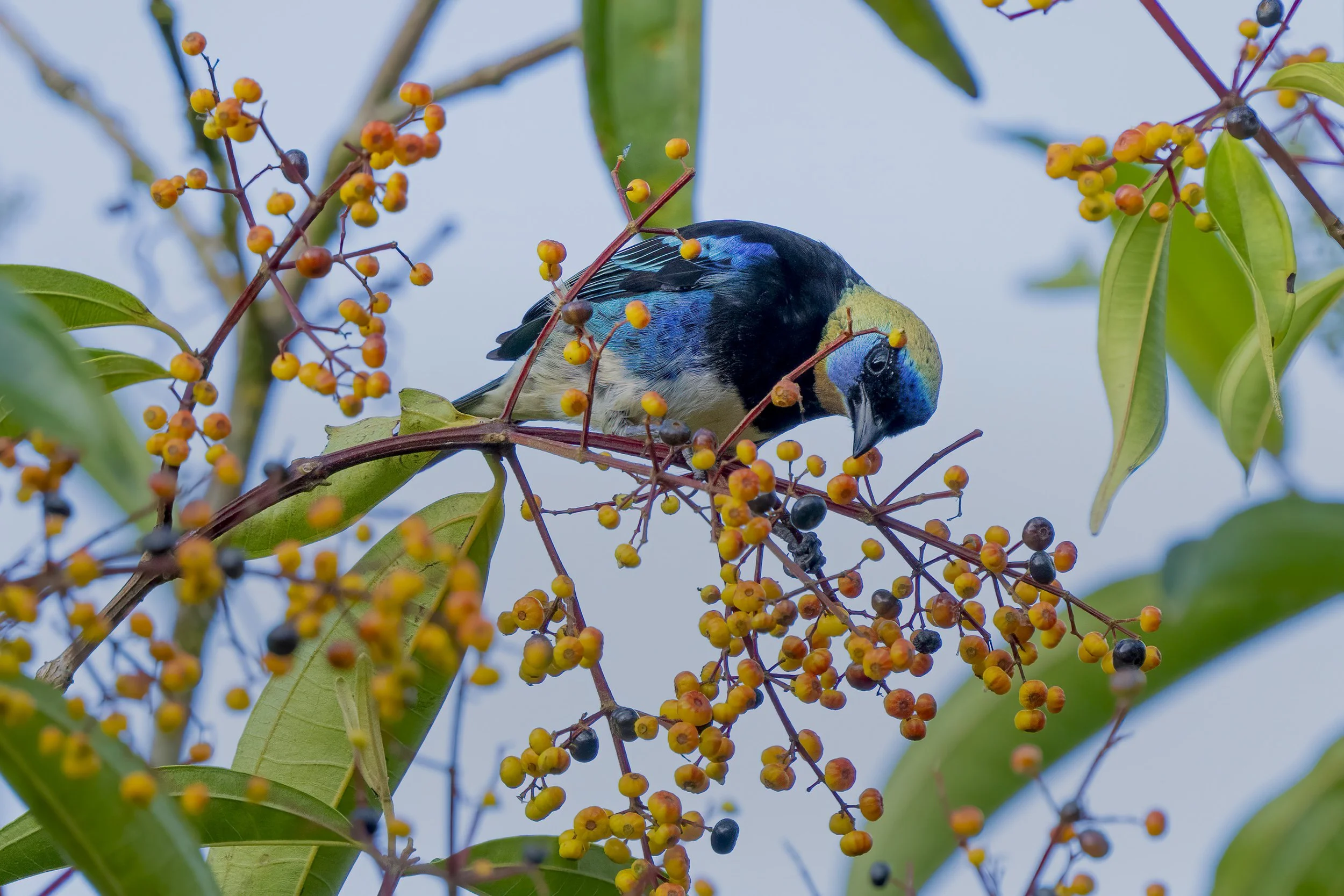 Golden-hooded Tanager