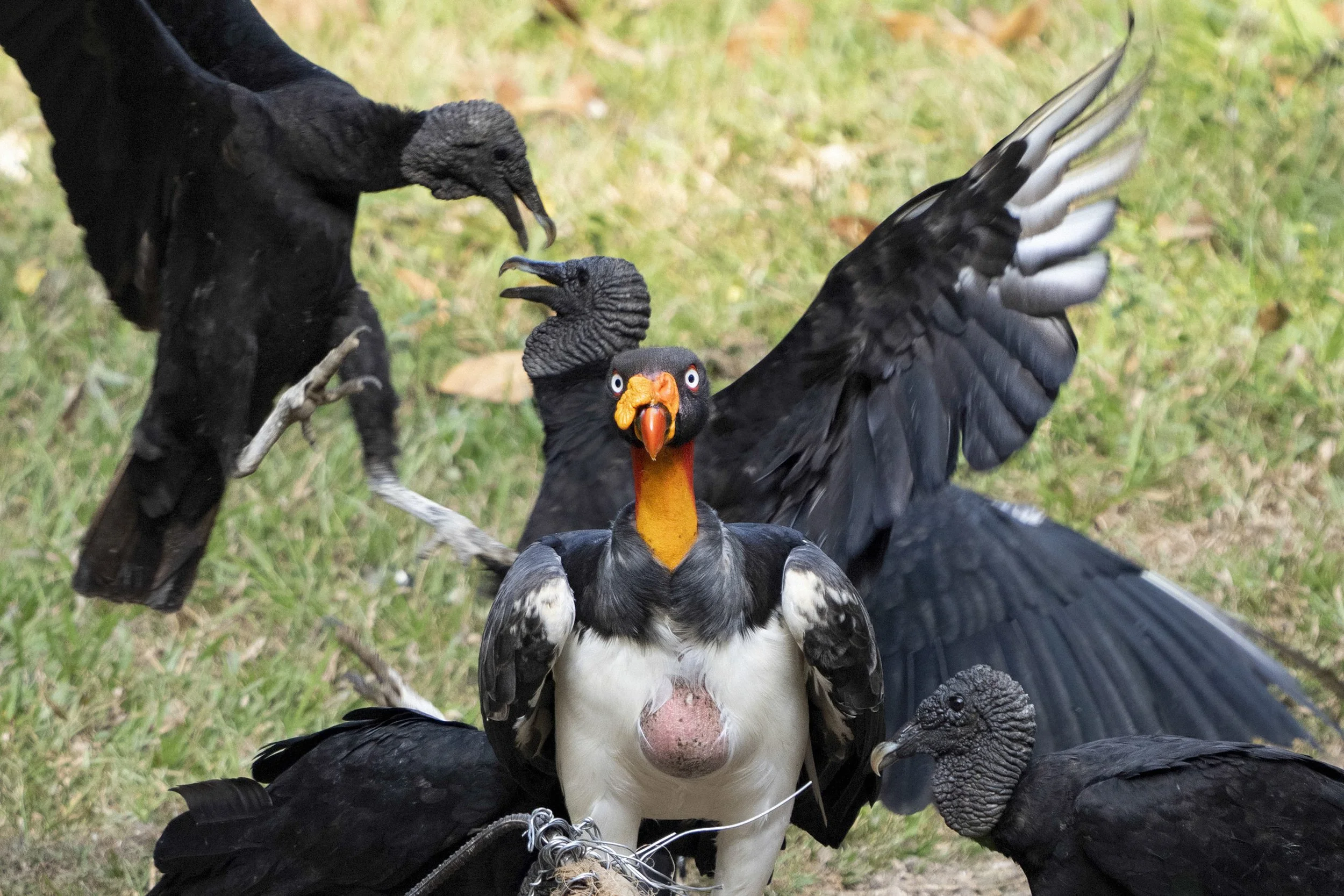 King Vulture