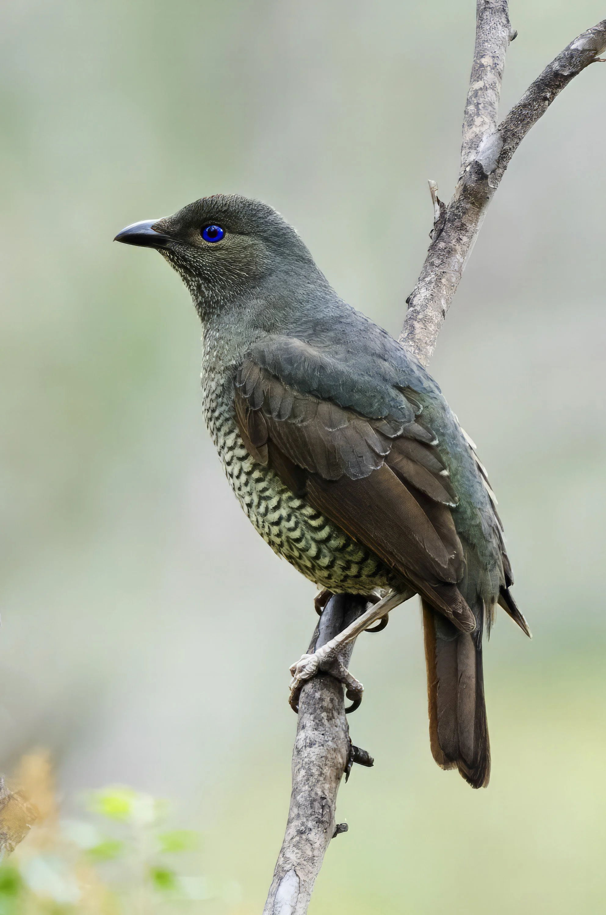 Satin Bowerbird