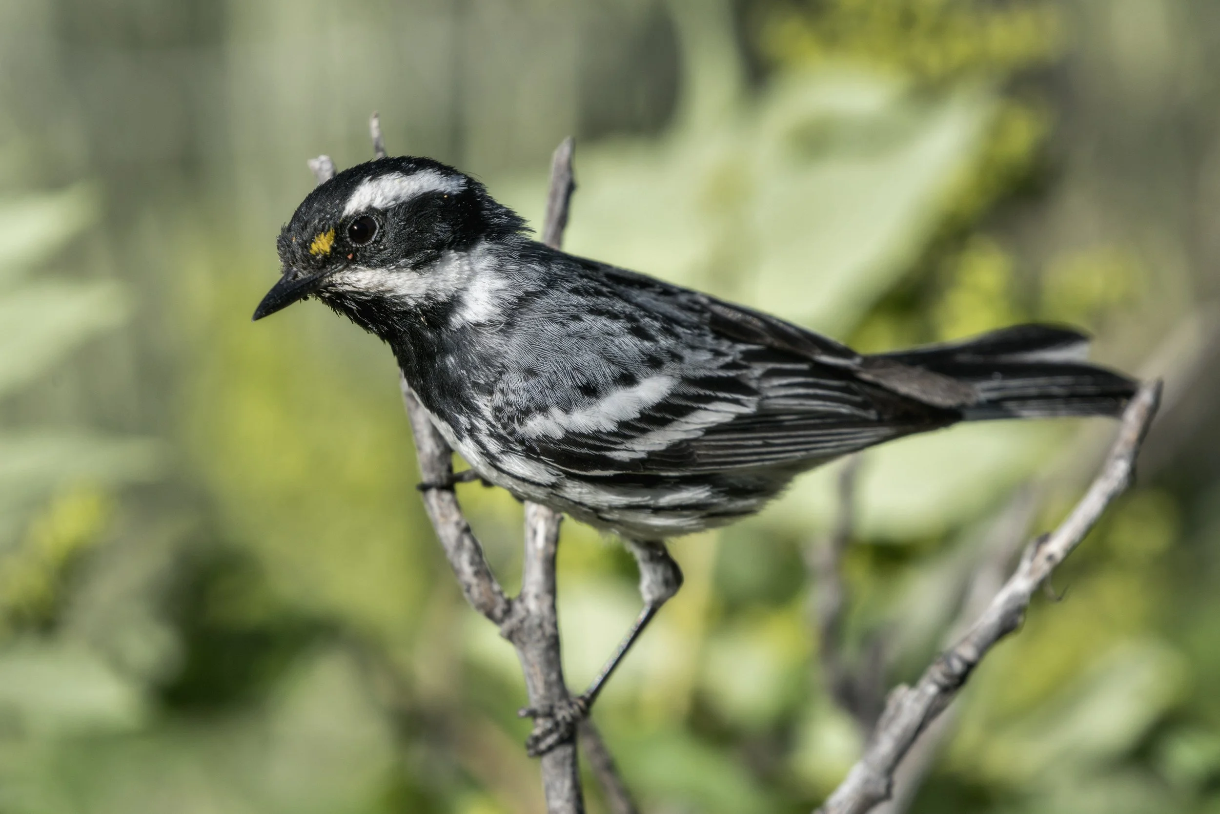 Black Throated Grey Warbler