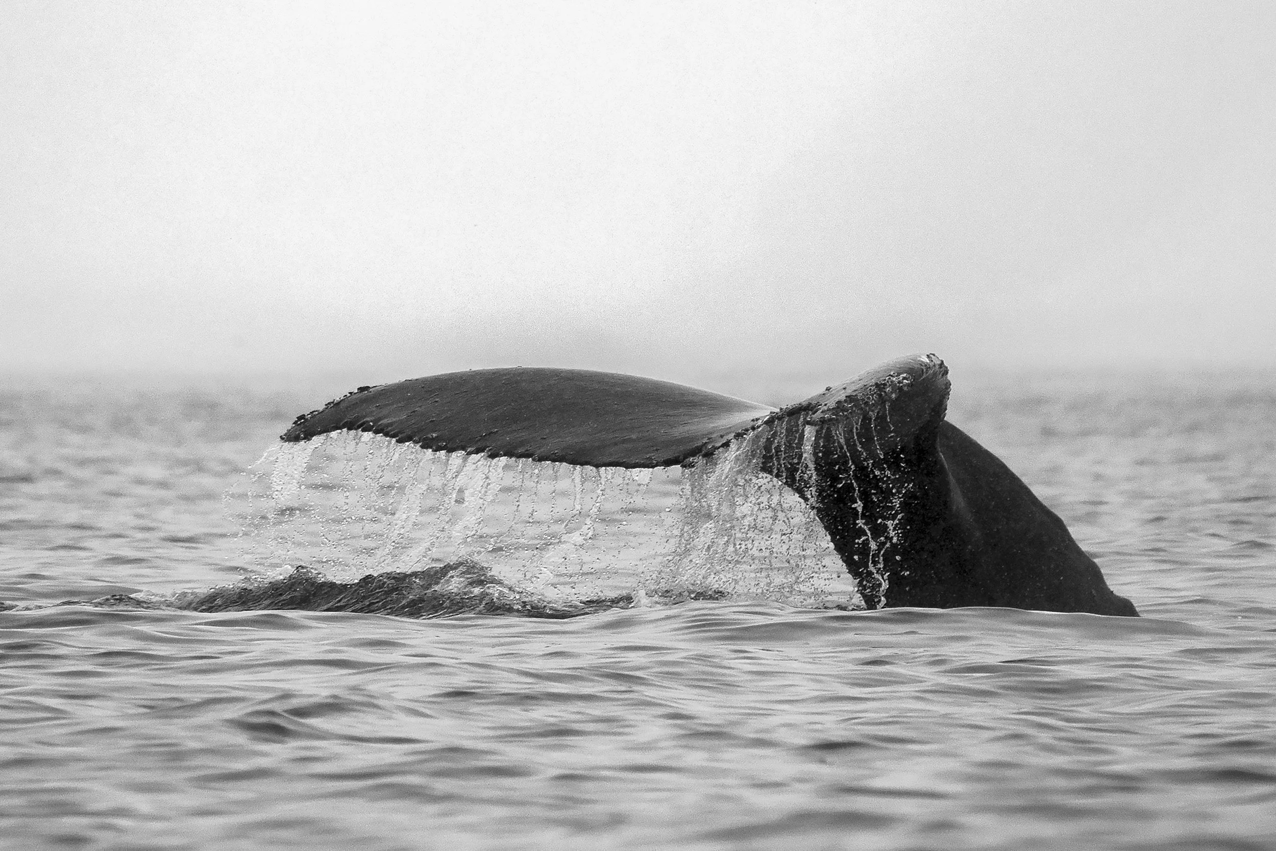 Humpback Whale, Antarctica