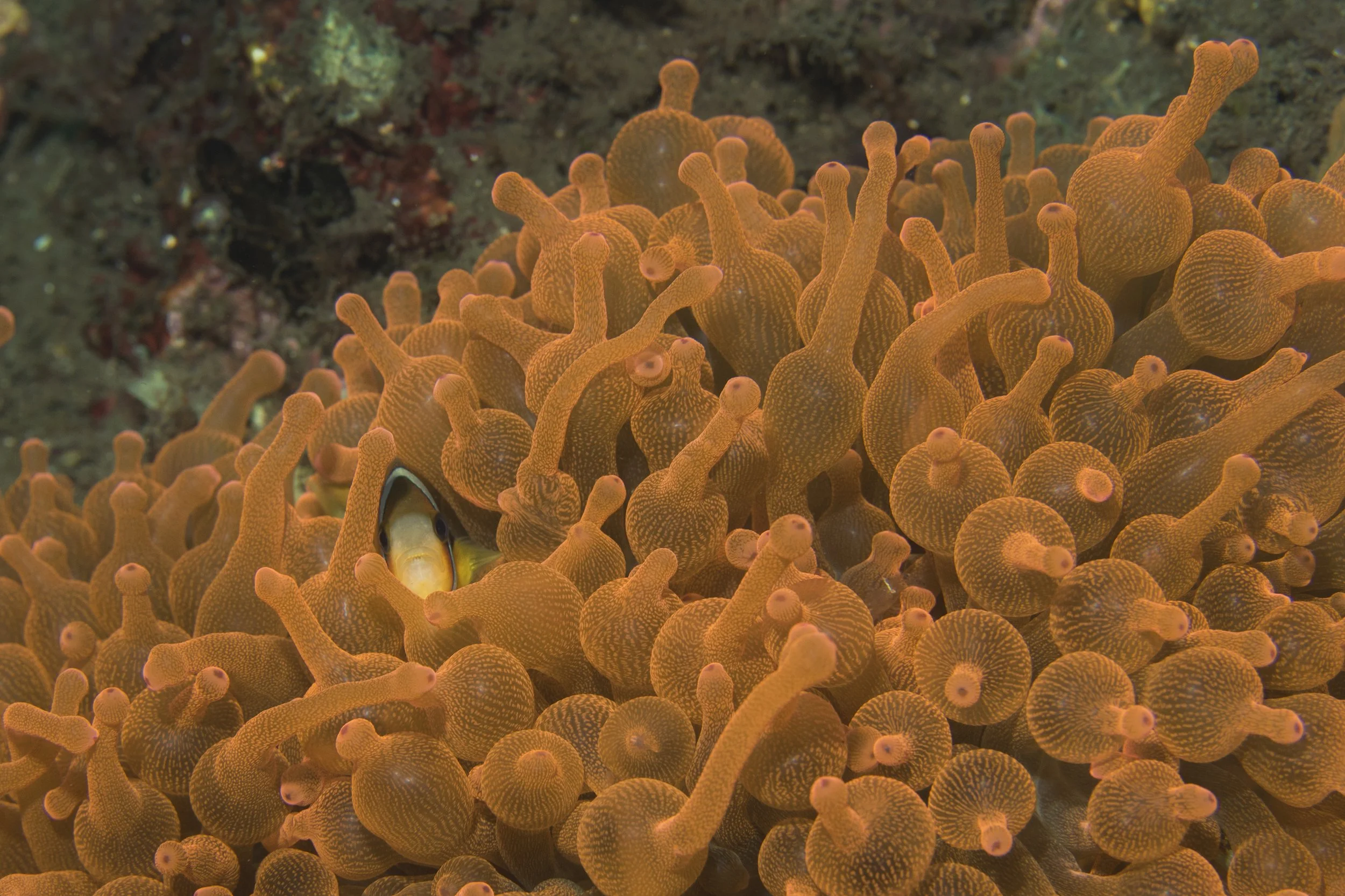 Komodo_DSC06535.jpg
