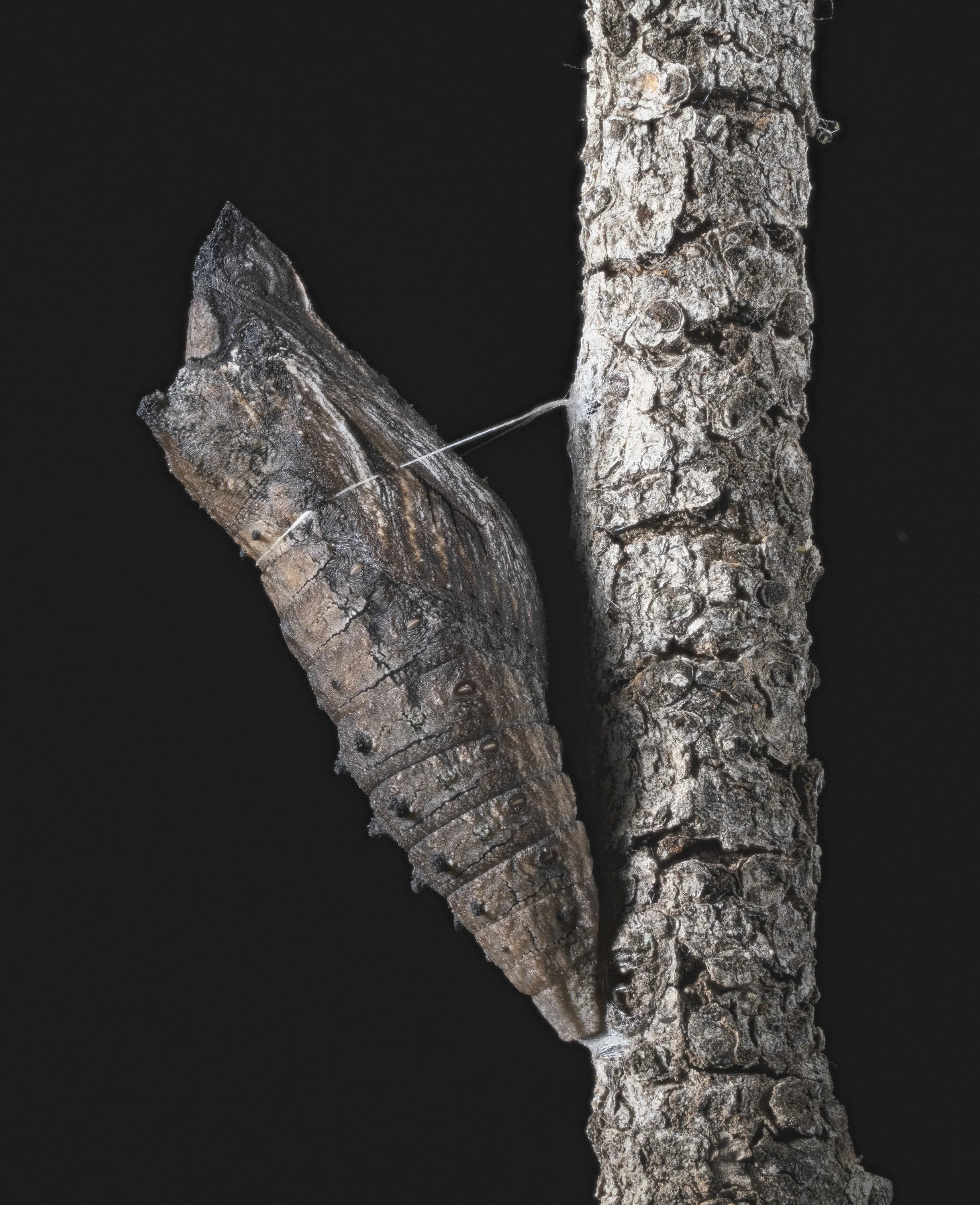 Black_Swallowtail_Chrysalis.jpg