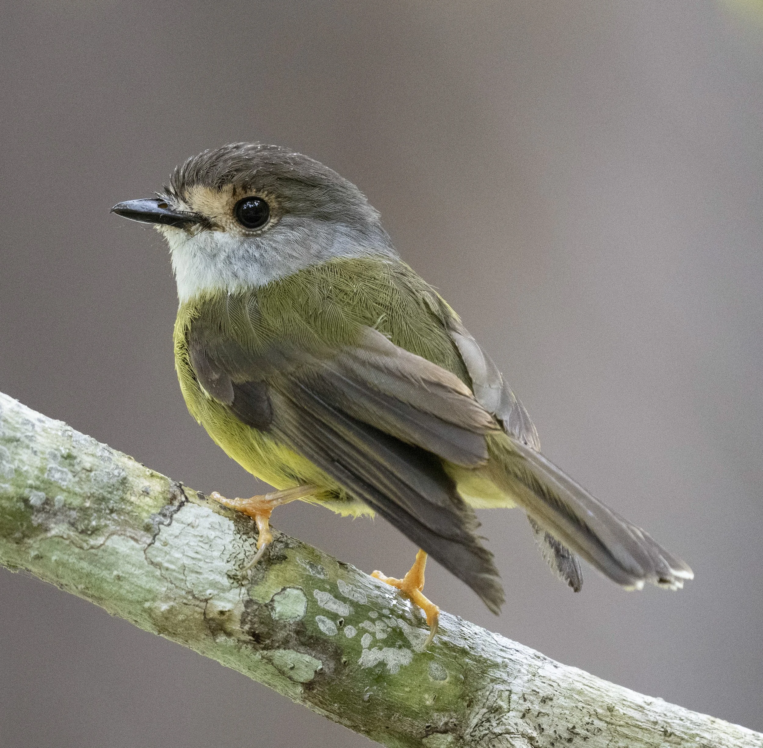 Pale Yellow Robin
