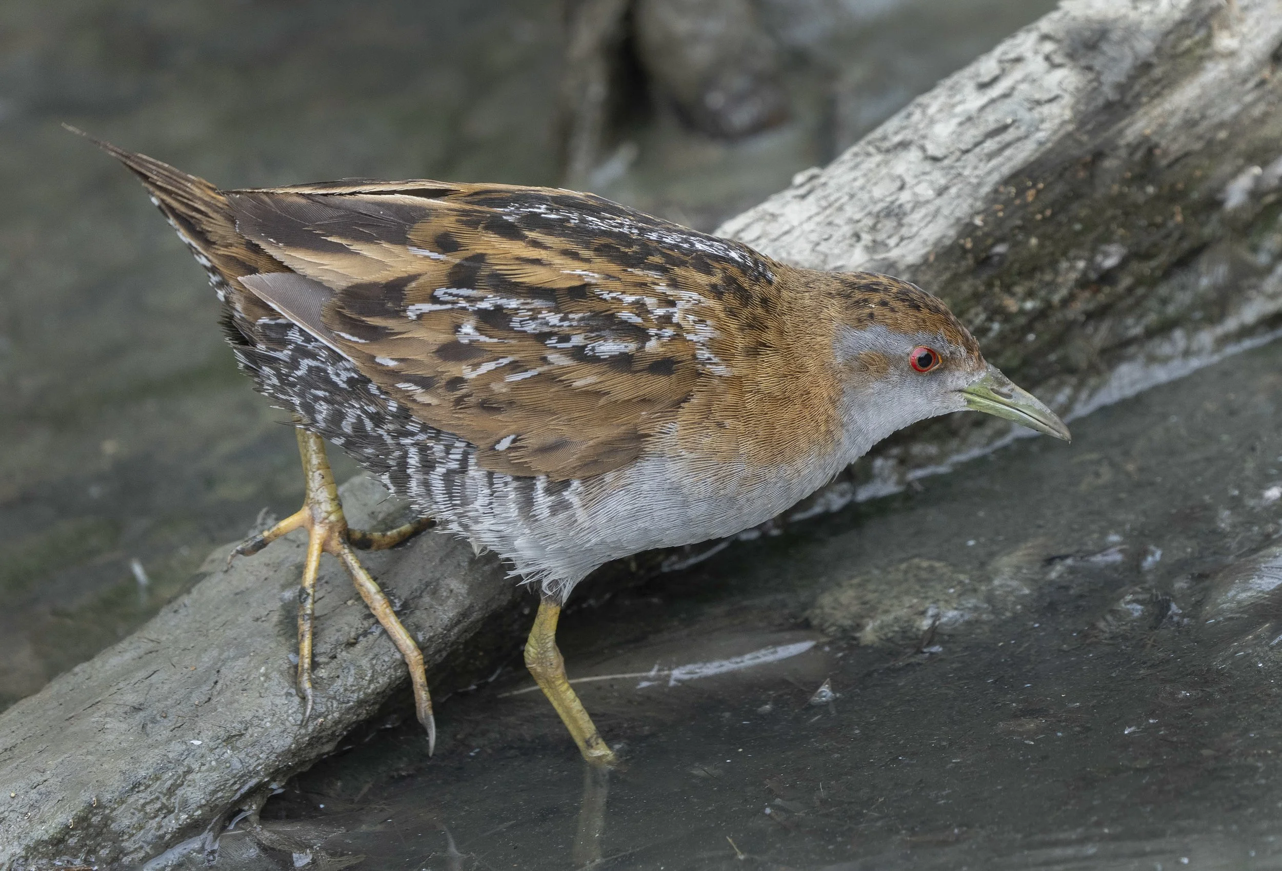 Baillon's Crake