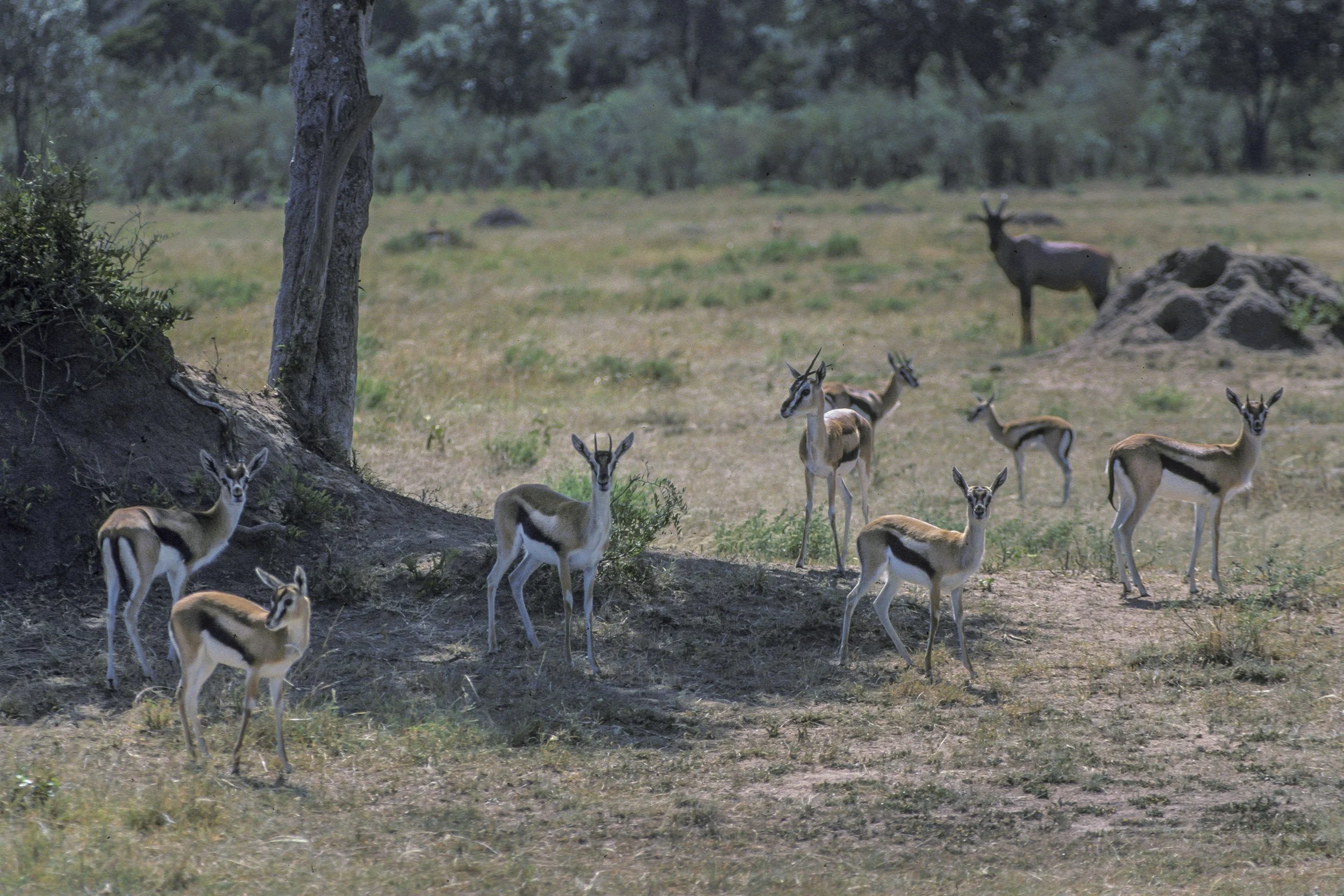 Thompsons Gazelle