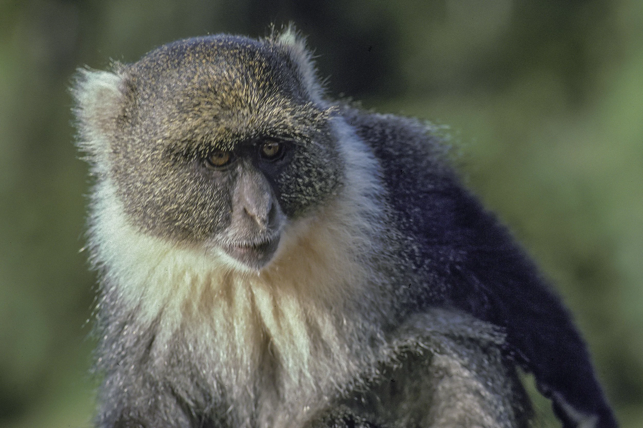 Blue Monkey