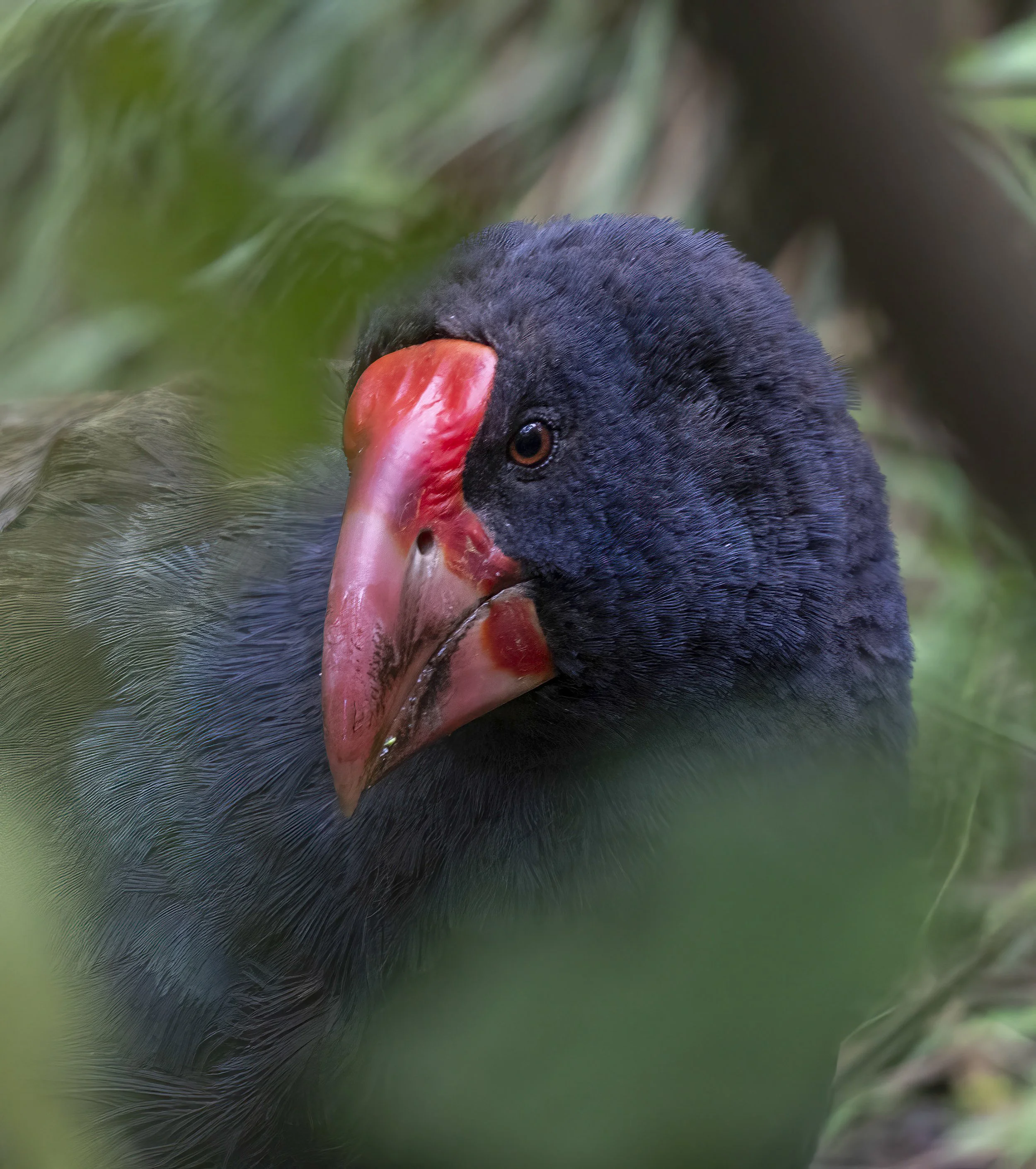 South Island Takahe