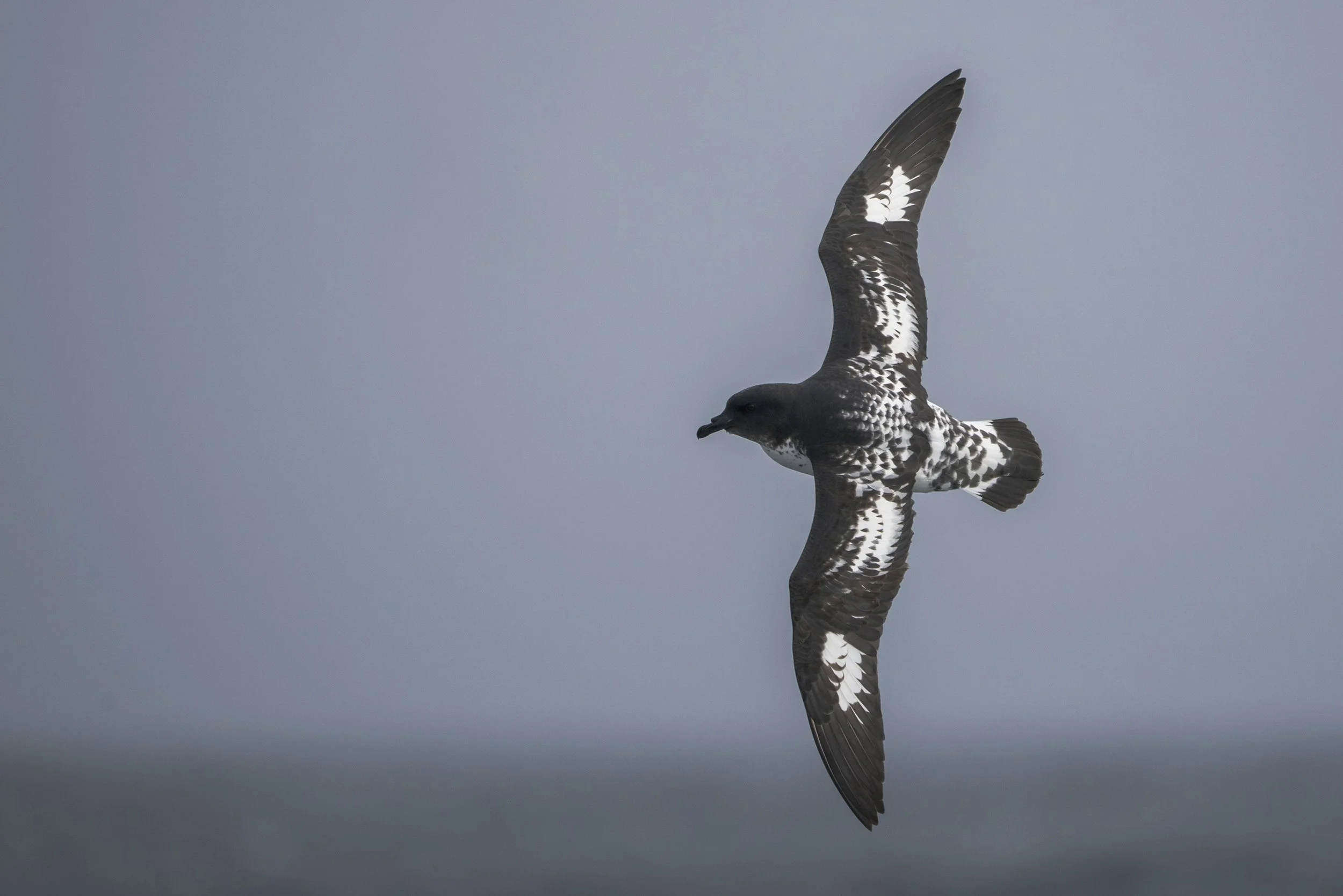 Cape Petrel