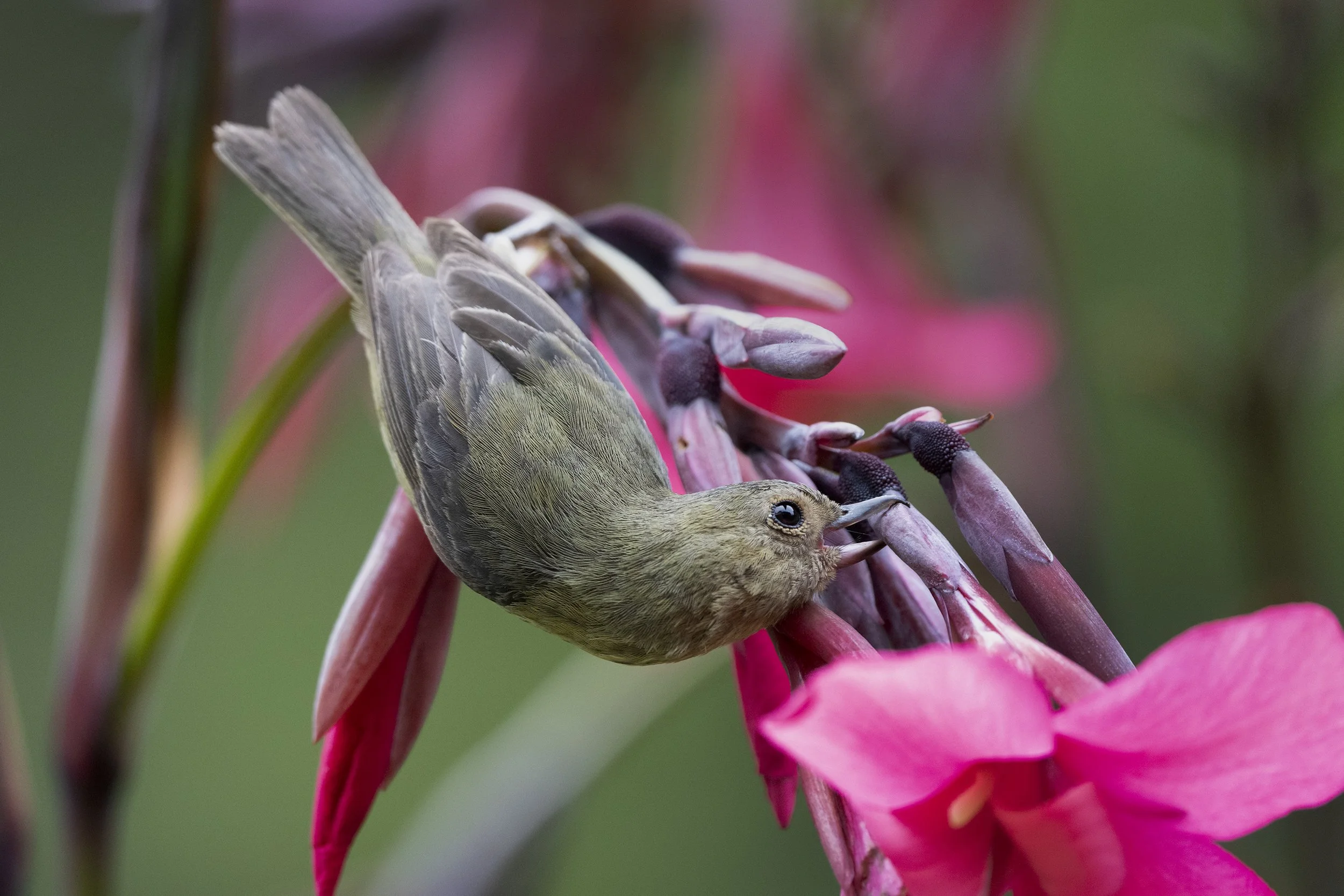 Slaty Flowerpiercer