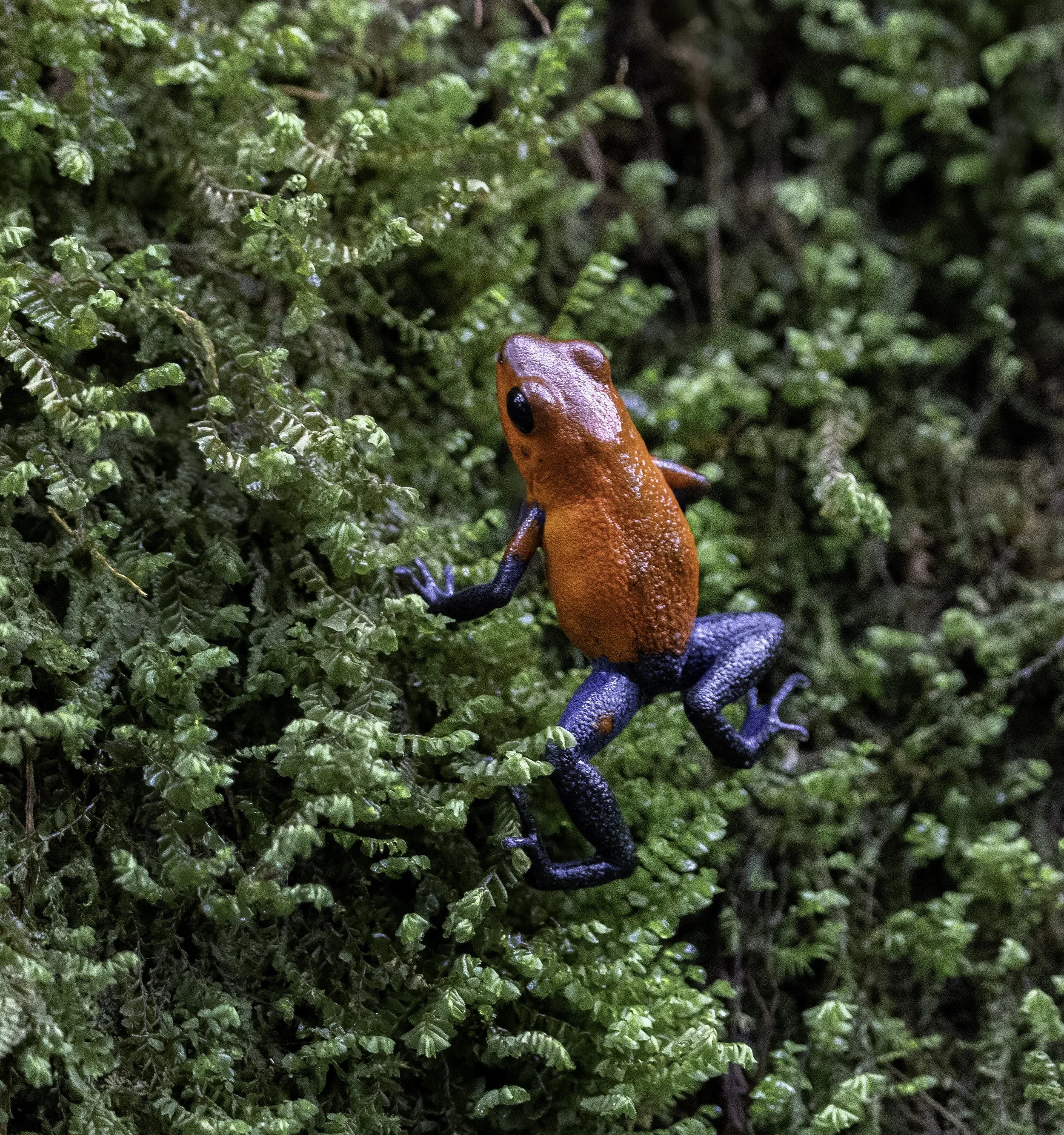 Blue Jeans Poison Dart Frog, Costa Rica