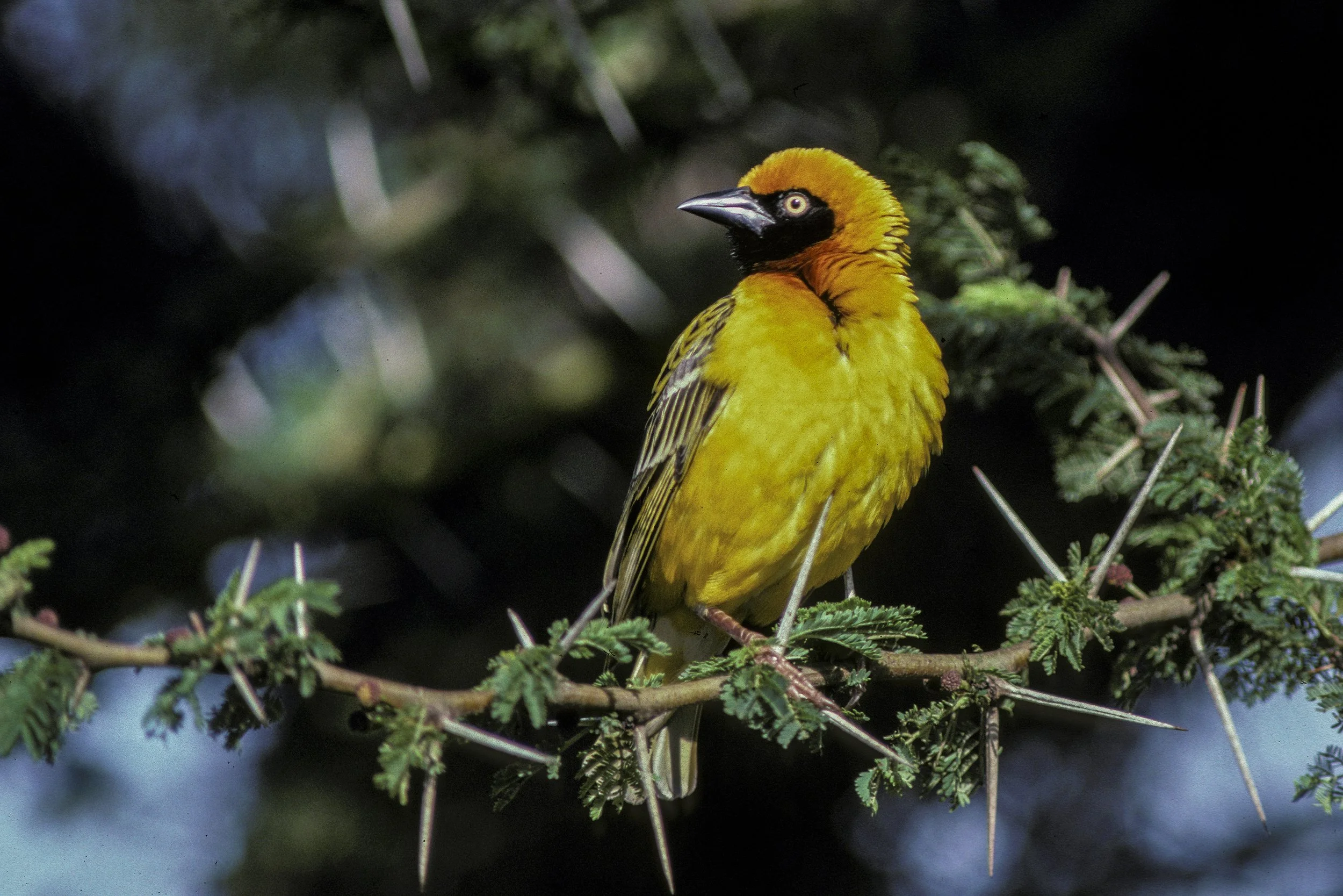 Speke's Weaver
