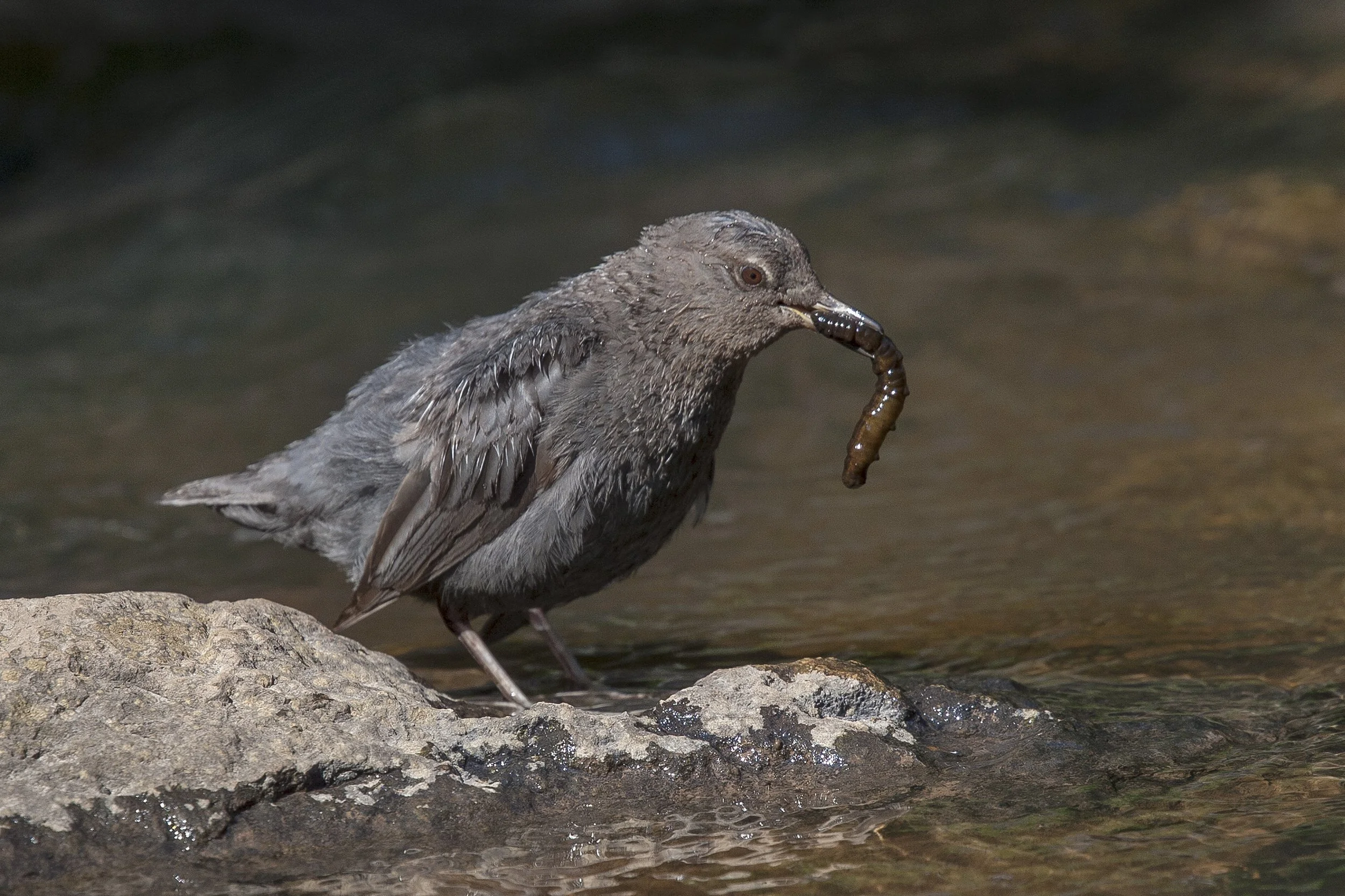 American Dipper