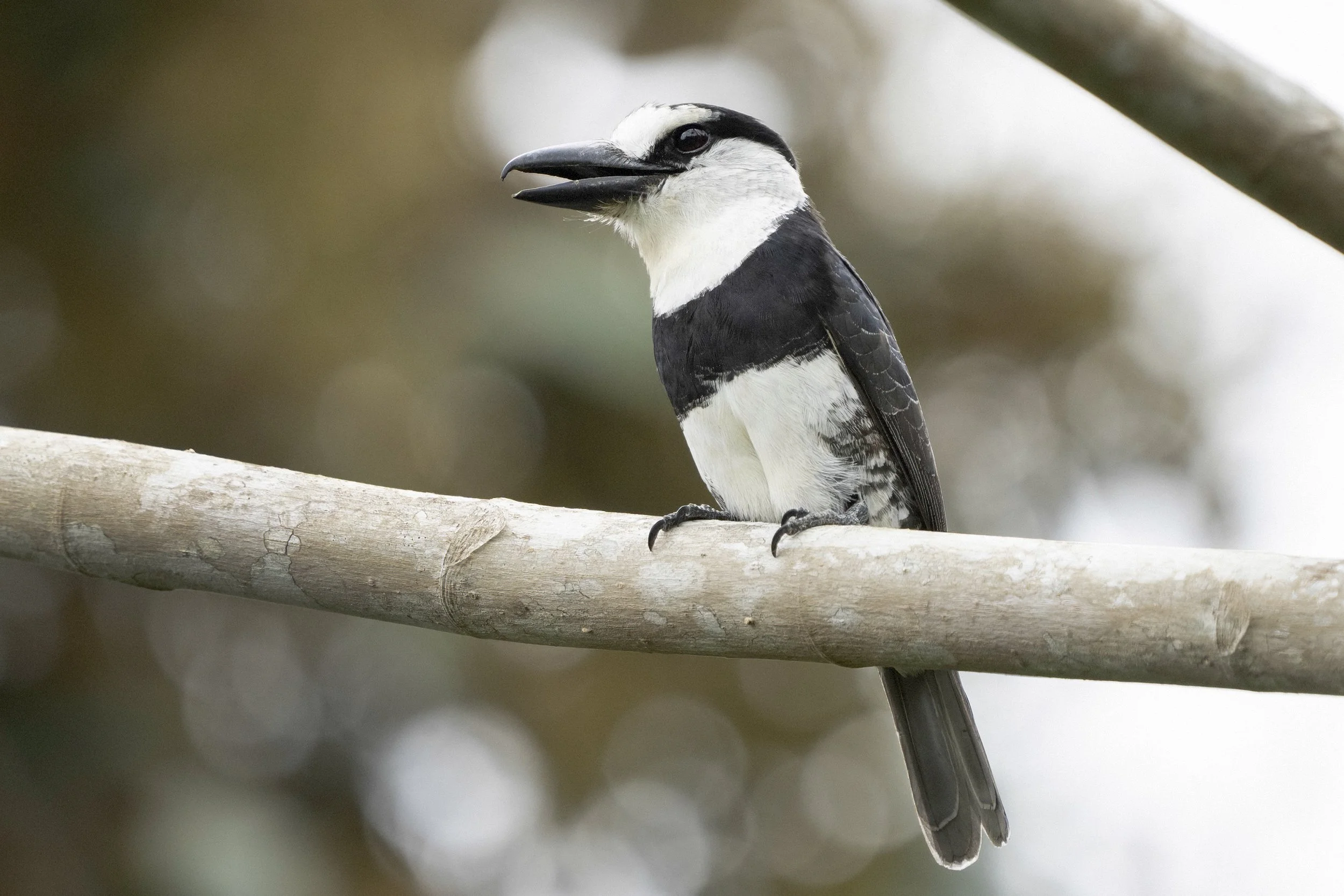 White Necked Puffbird