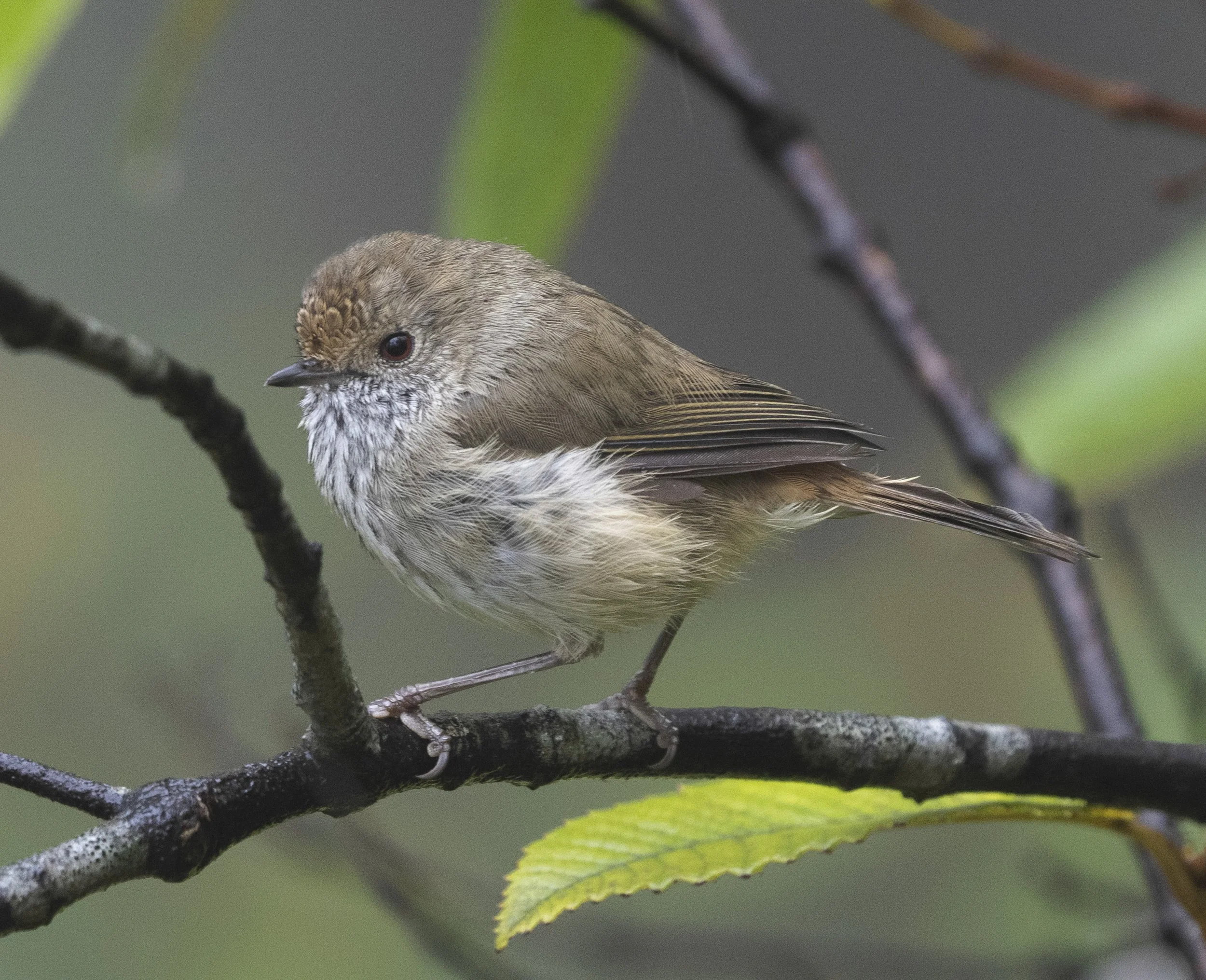 Brown Thornbill