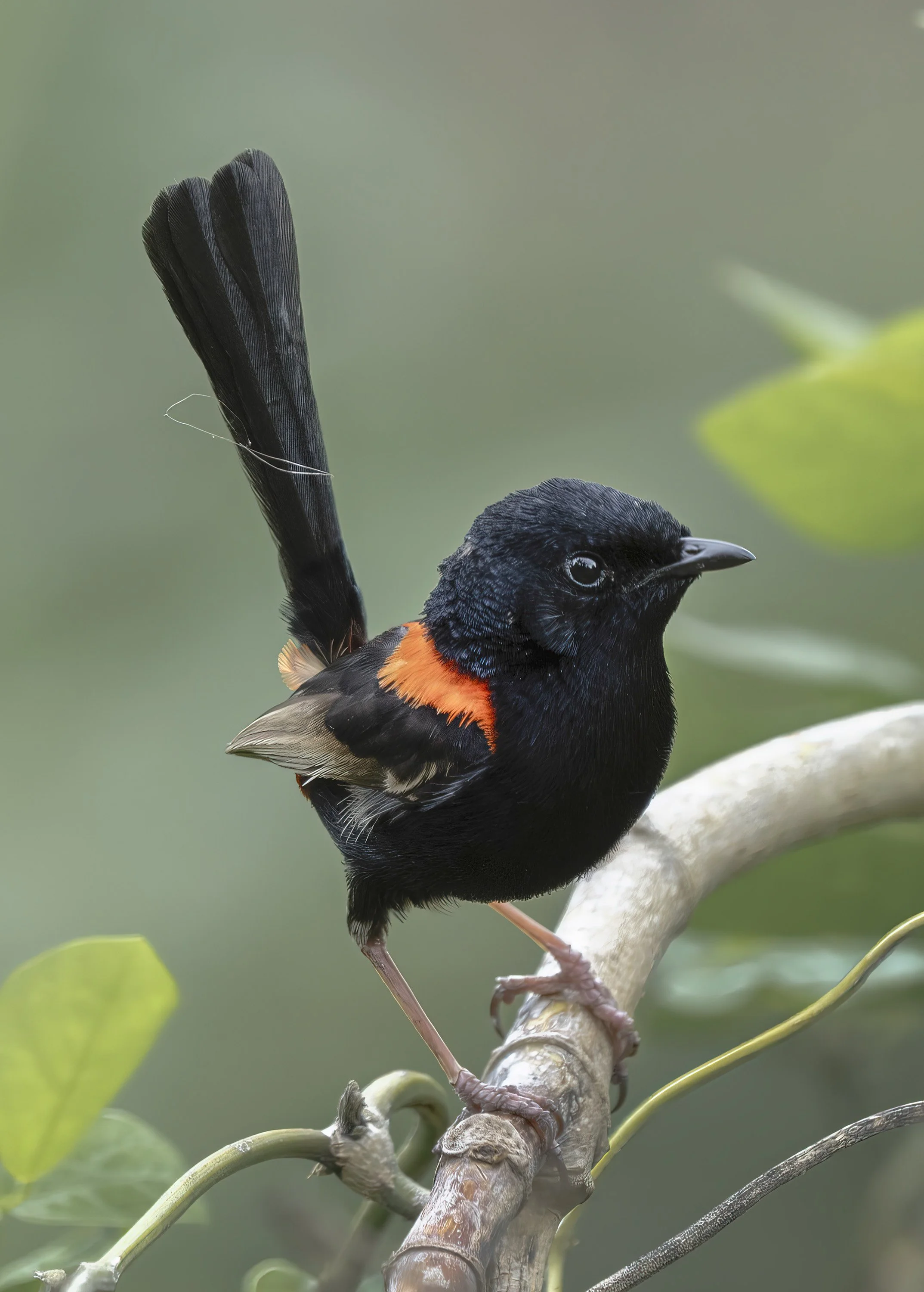 Red Backed Fairywren
