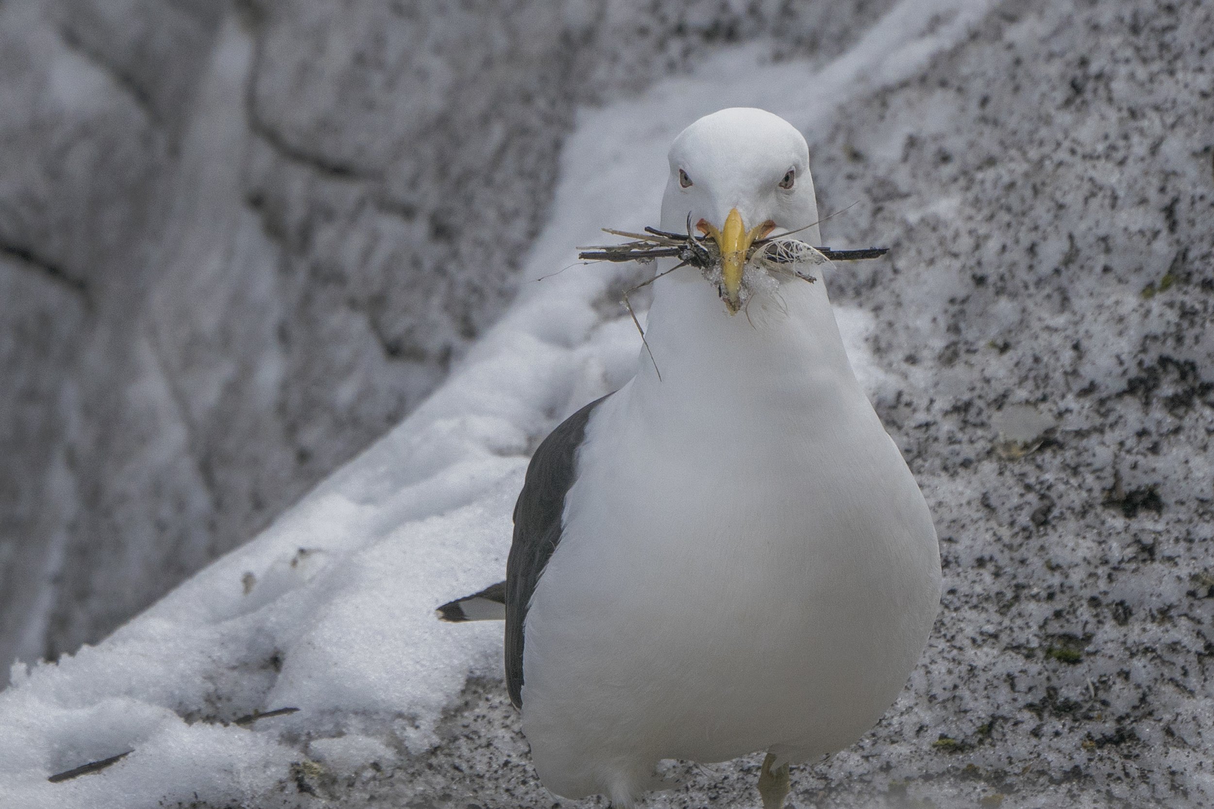 Kelp Gull