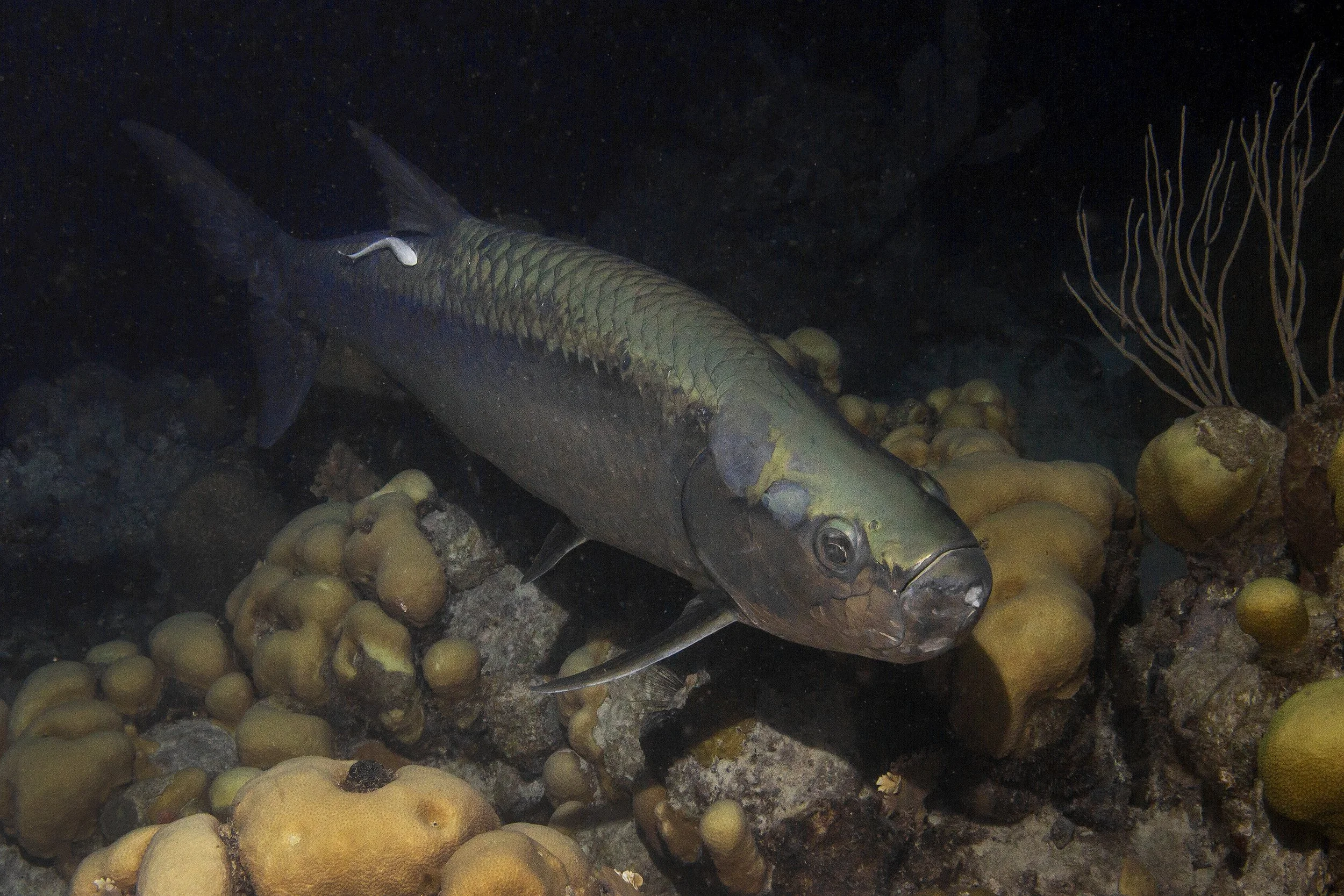 Bonaire_IMG_0189.jpg