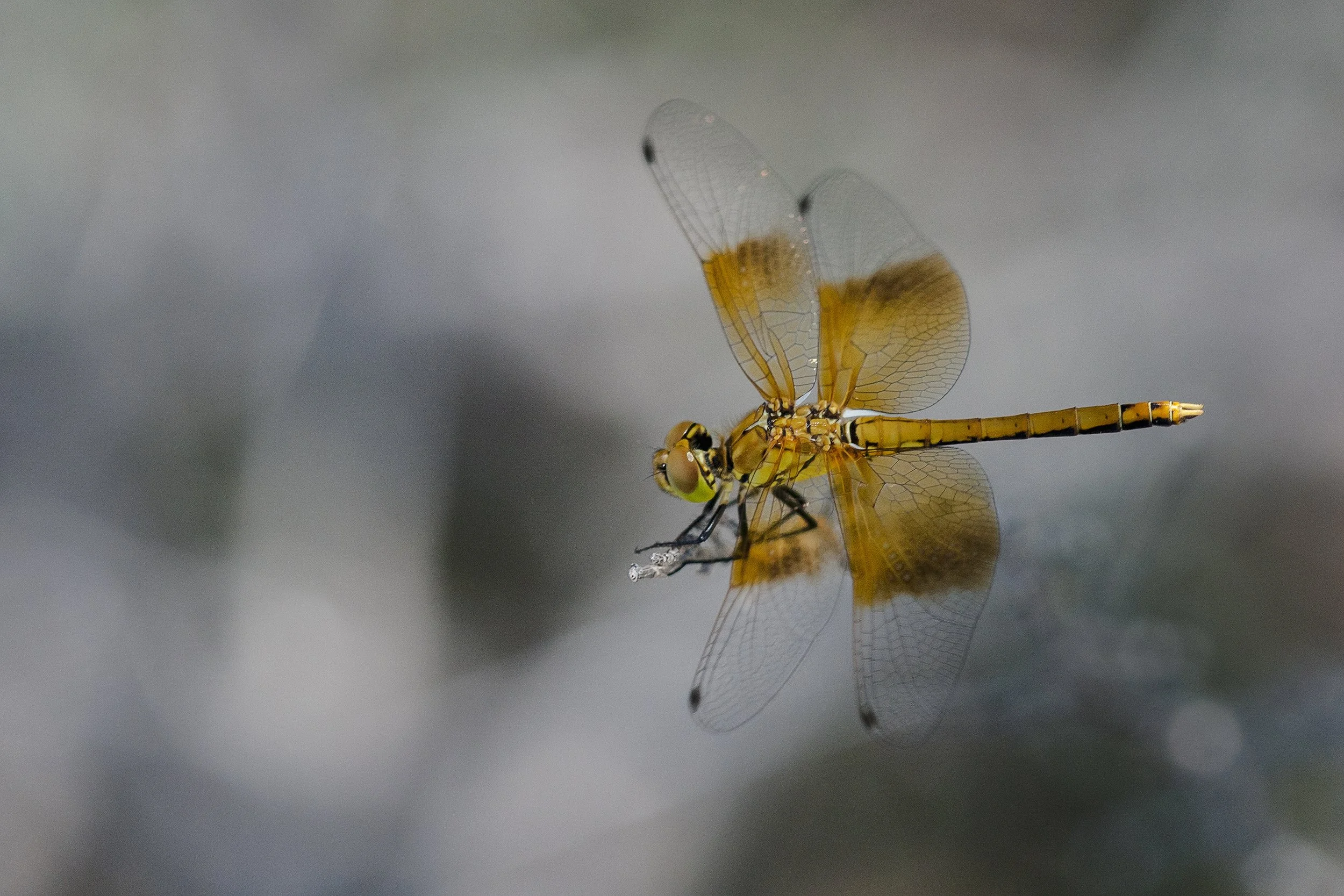 Seaside Dragonlet (Erythrodiplax berenice)_DS3_5120.jpg