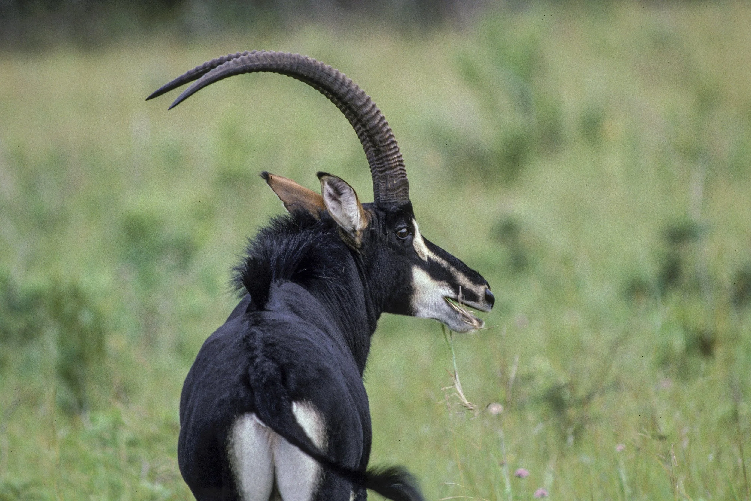 Sable Antelope, Kenya