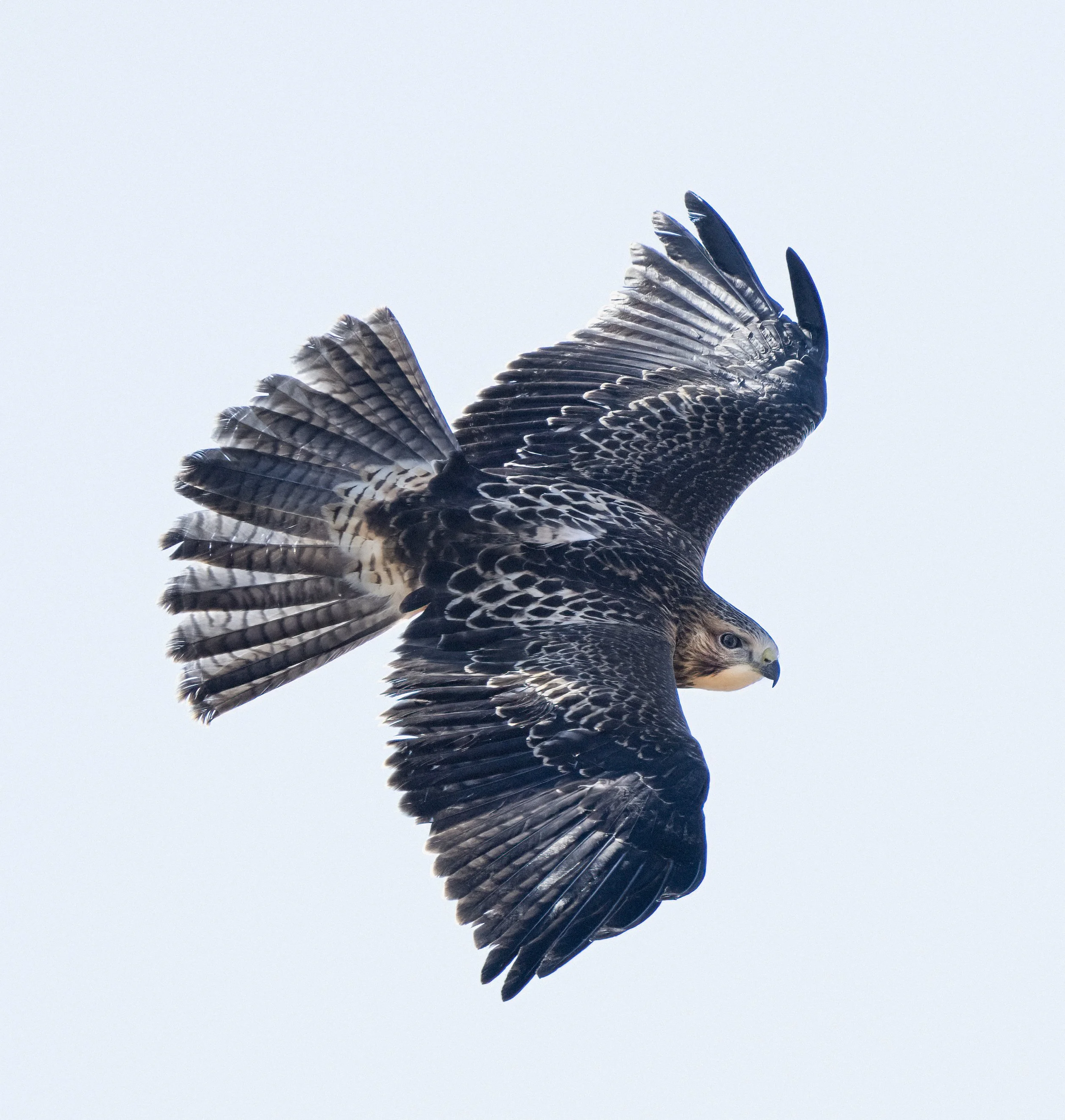 Swainsons Hawk