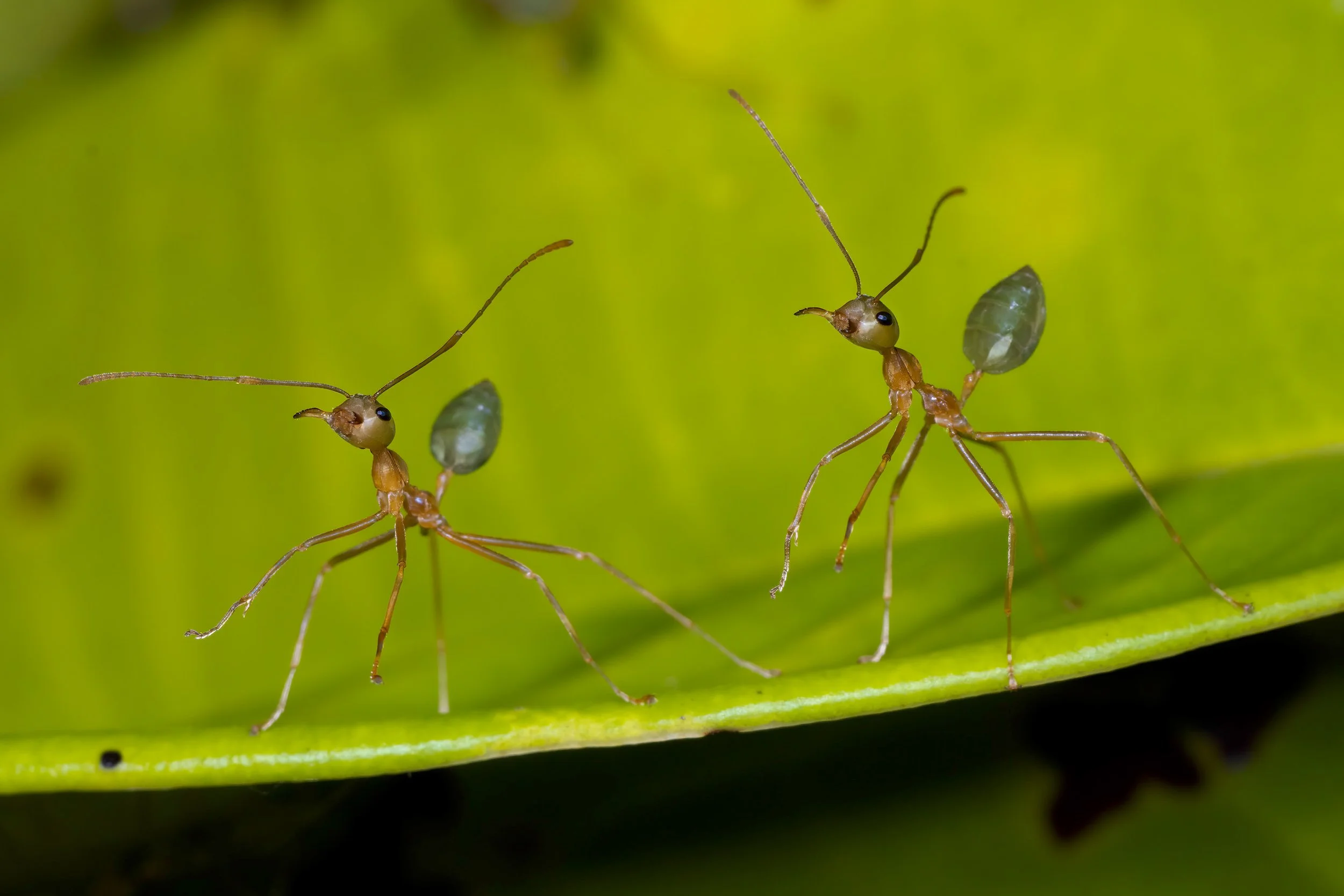 Green Ants