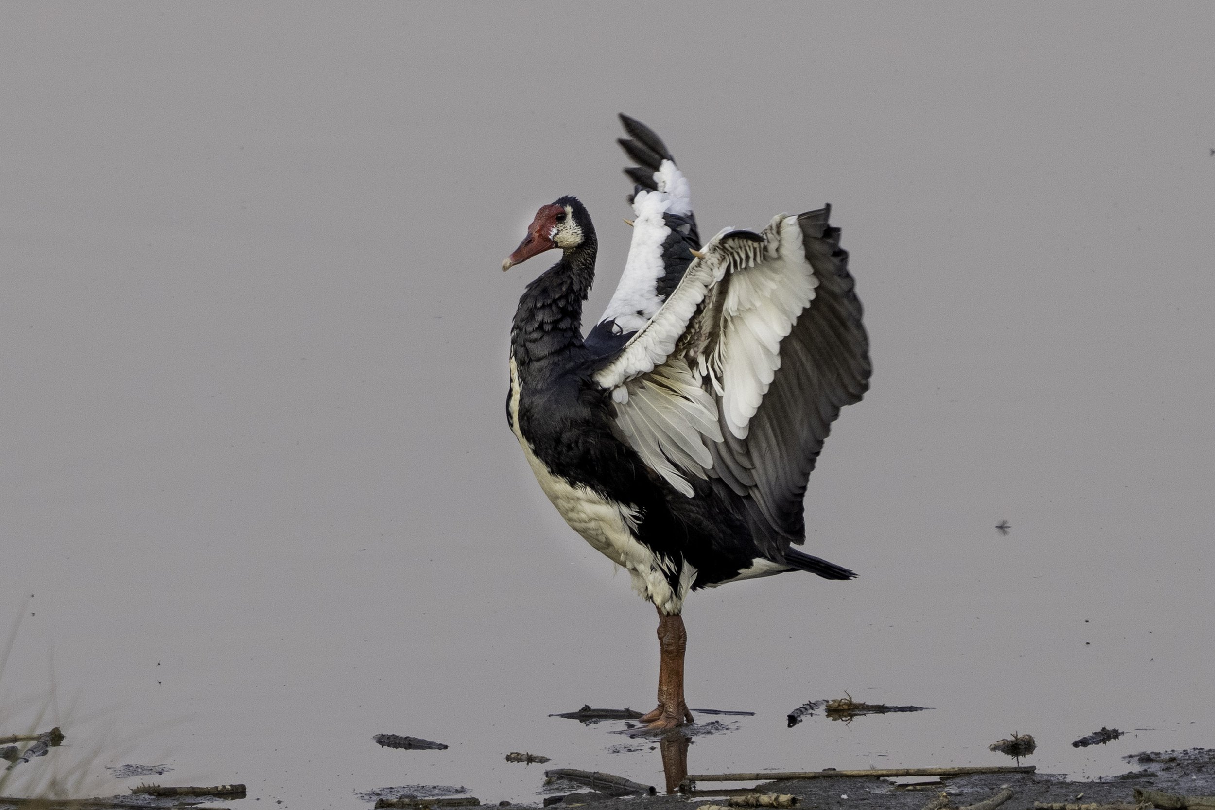 Spur Winged Goose