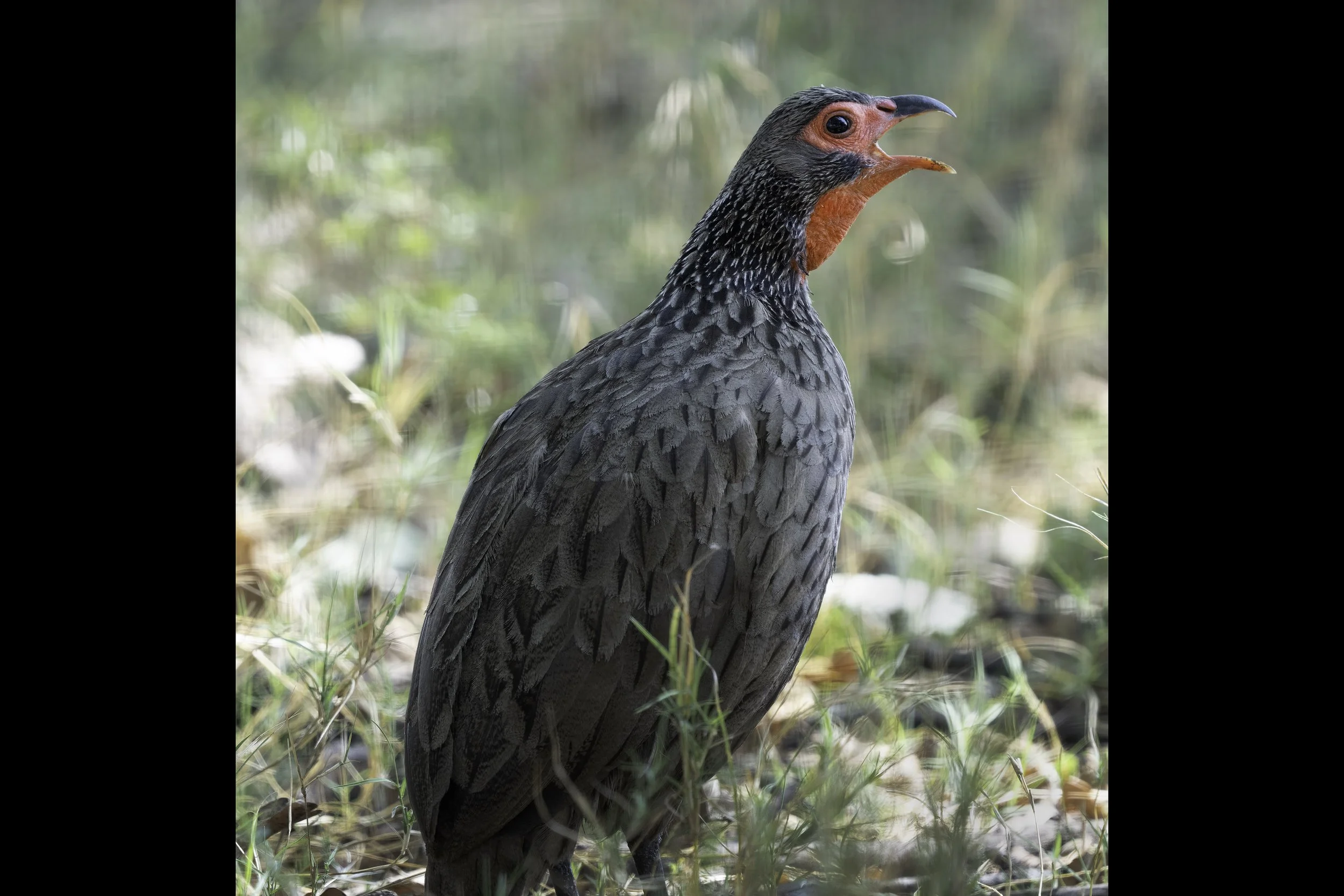 Swainson's Spurfowl
