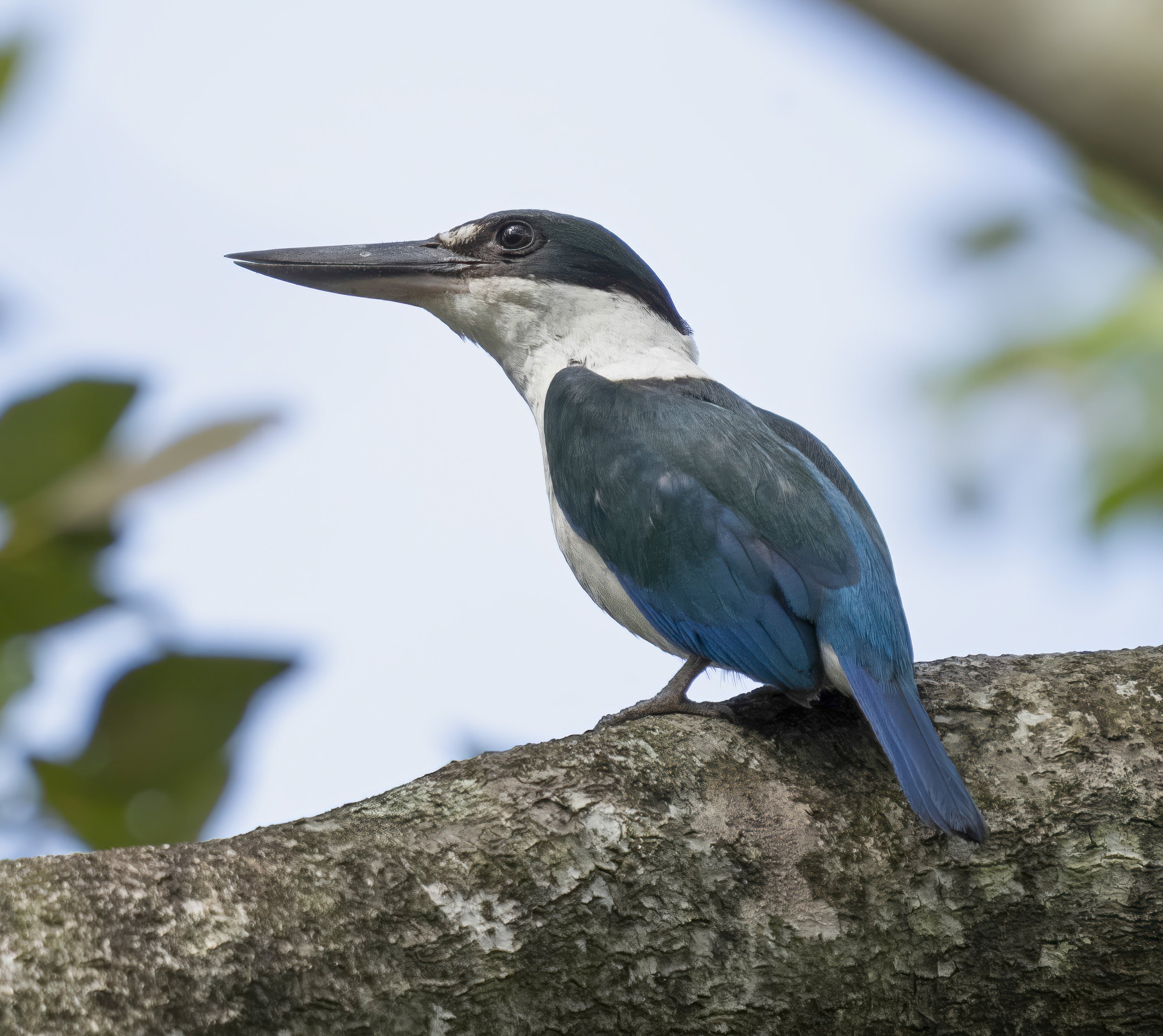 Torresian Kingfisher