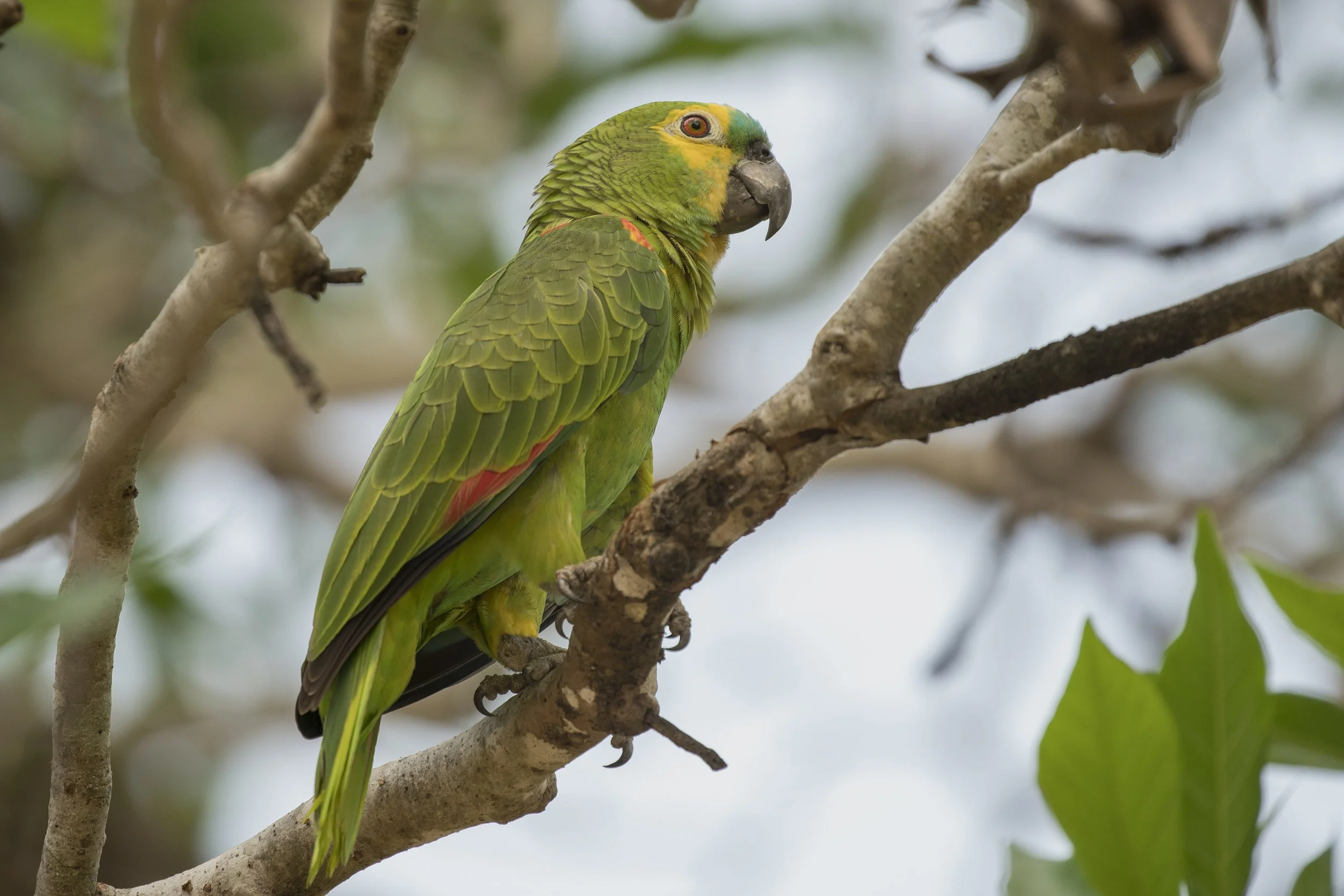 Blue Fronted Parrot