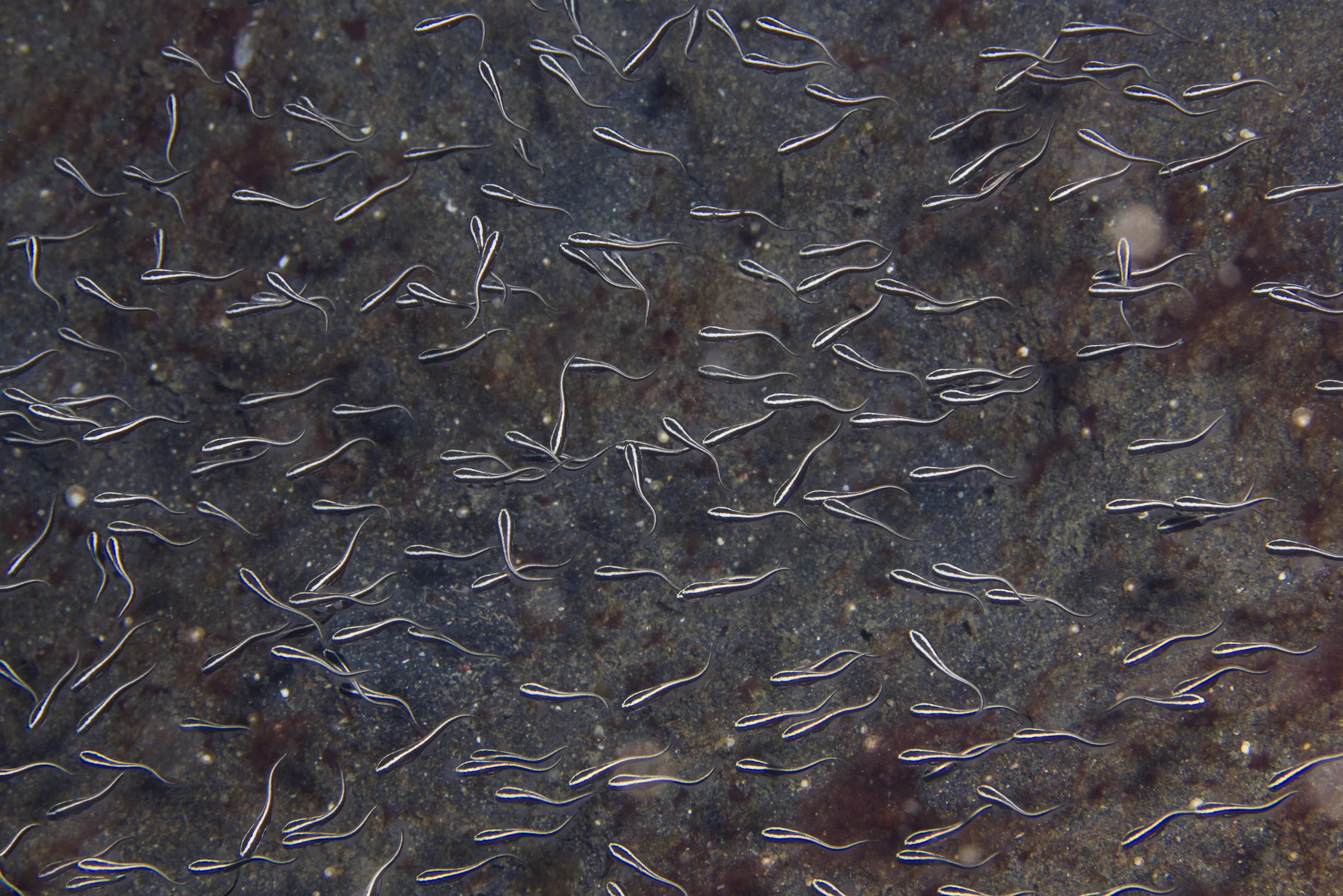 Lembeh_IMG_0493.jpg
