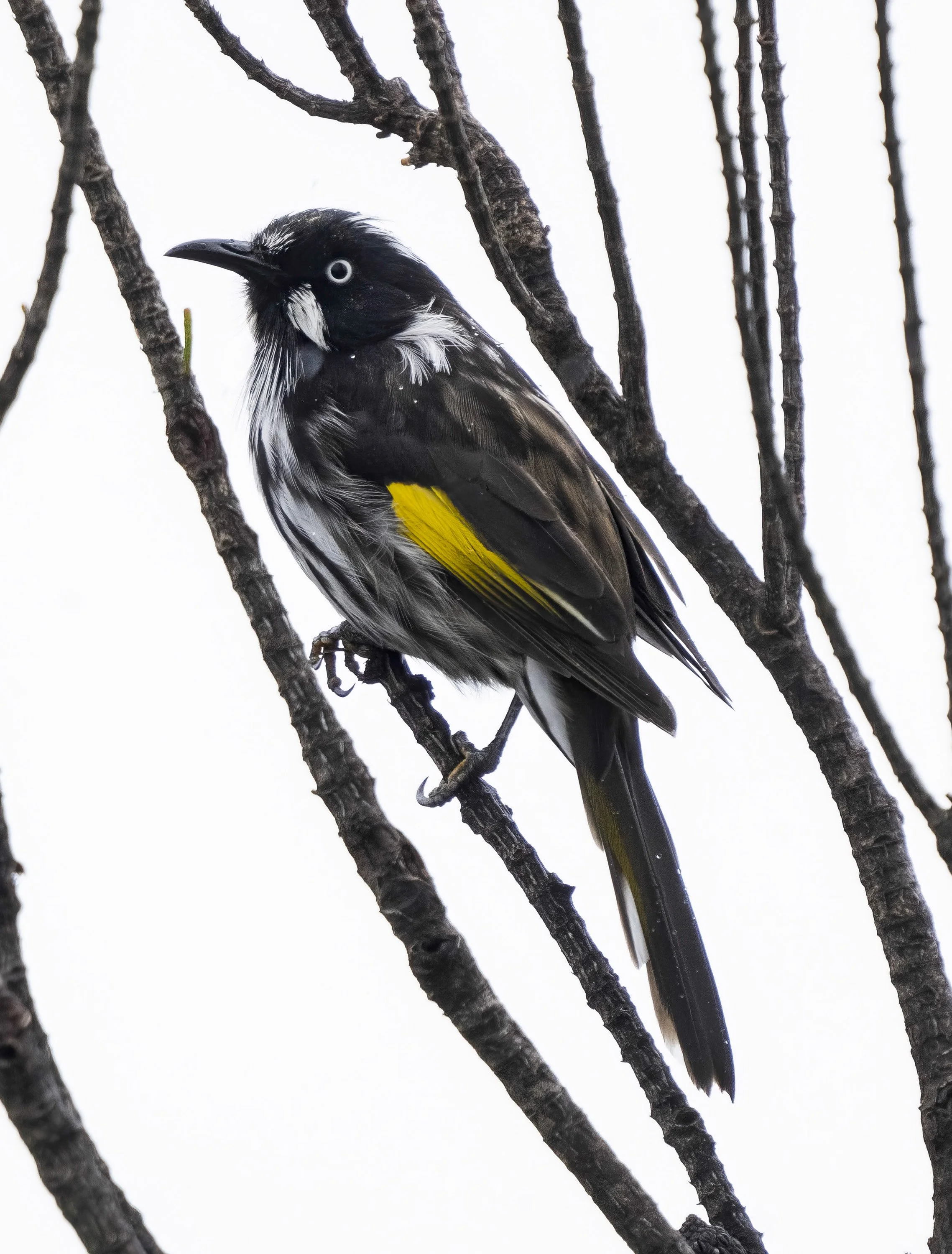 New Holland Honeyeater