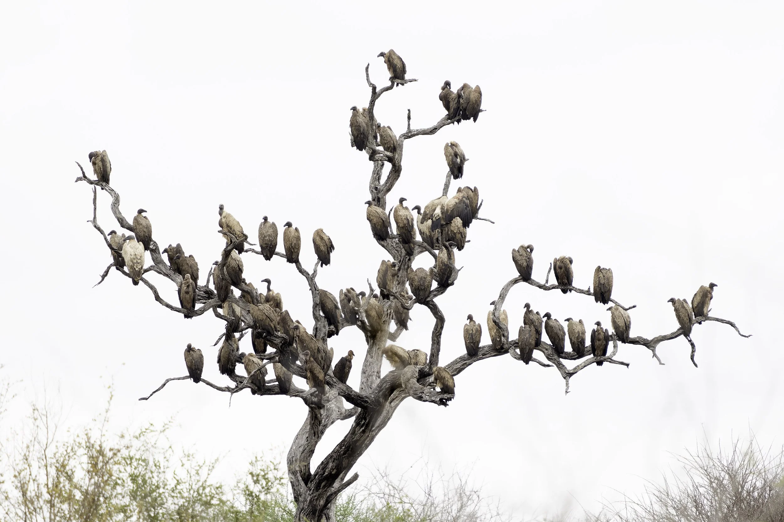 White Backed Vulture