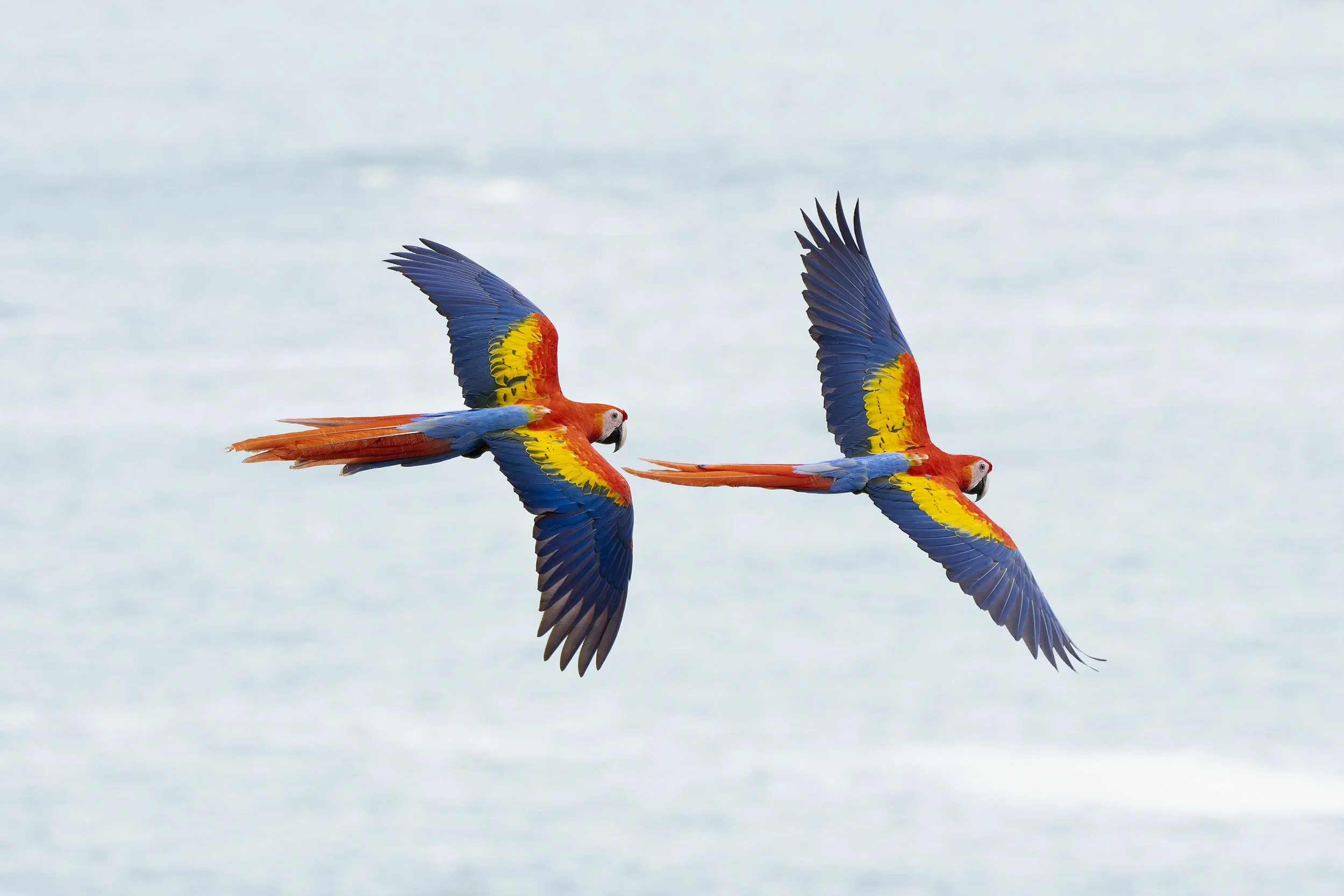 Scarlet Macaw
