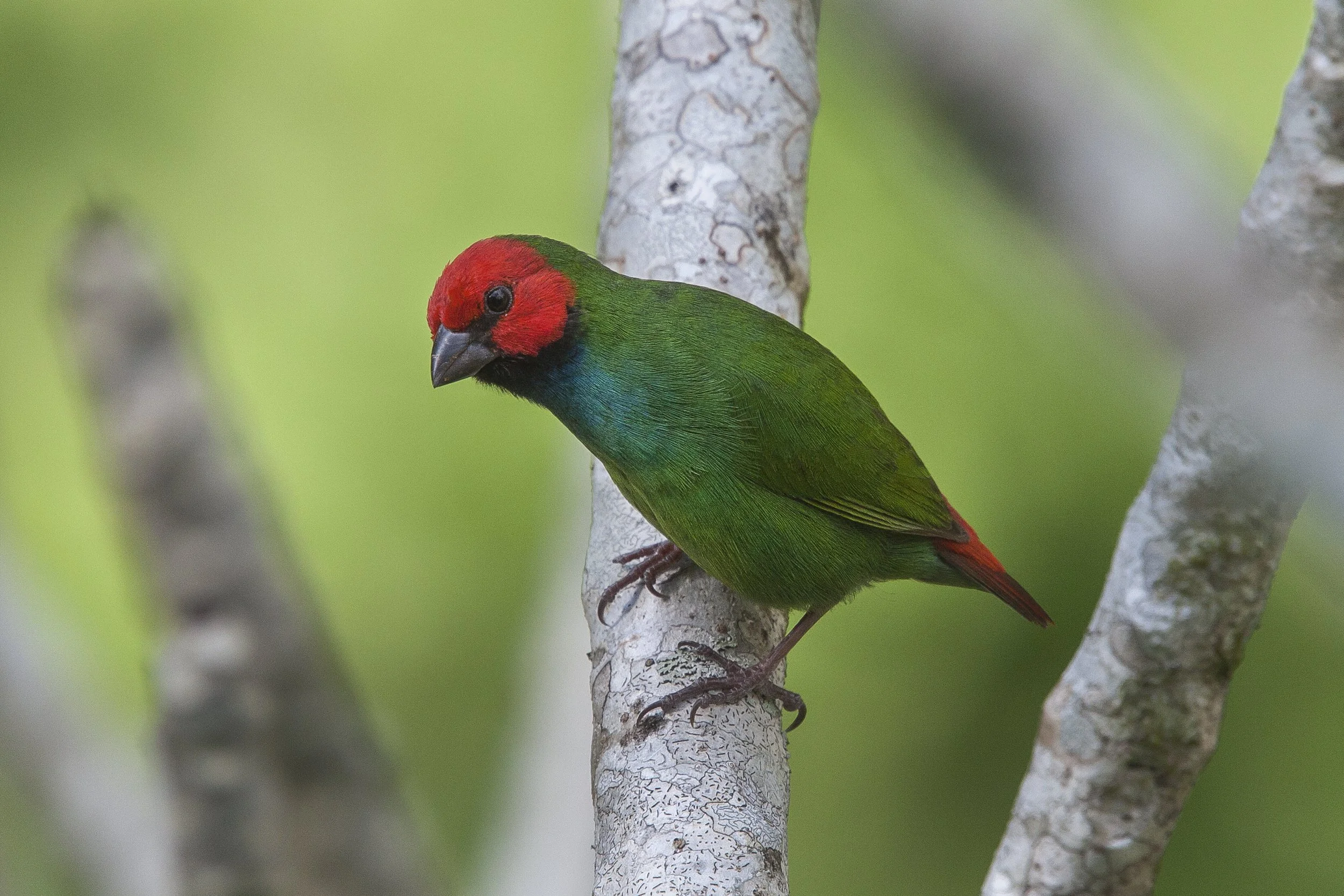 Fiji Parrot Finch