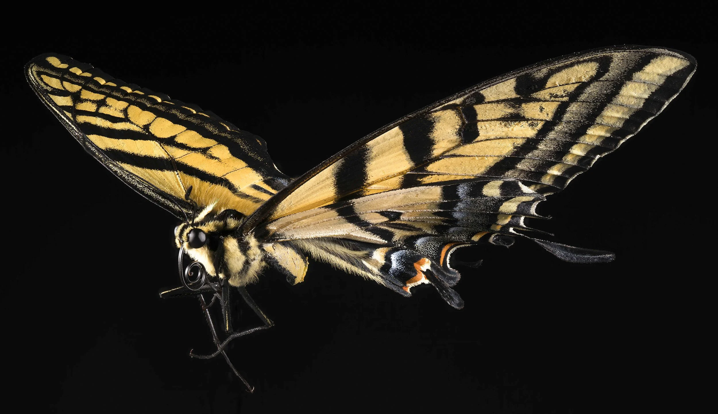 Two_tailed_Swallowtail_Butterfly.jpg