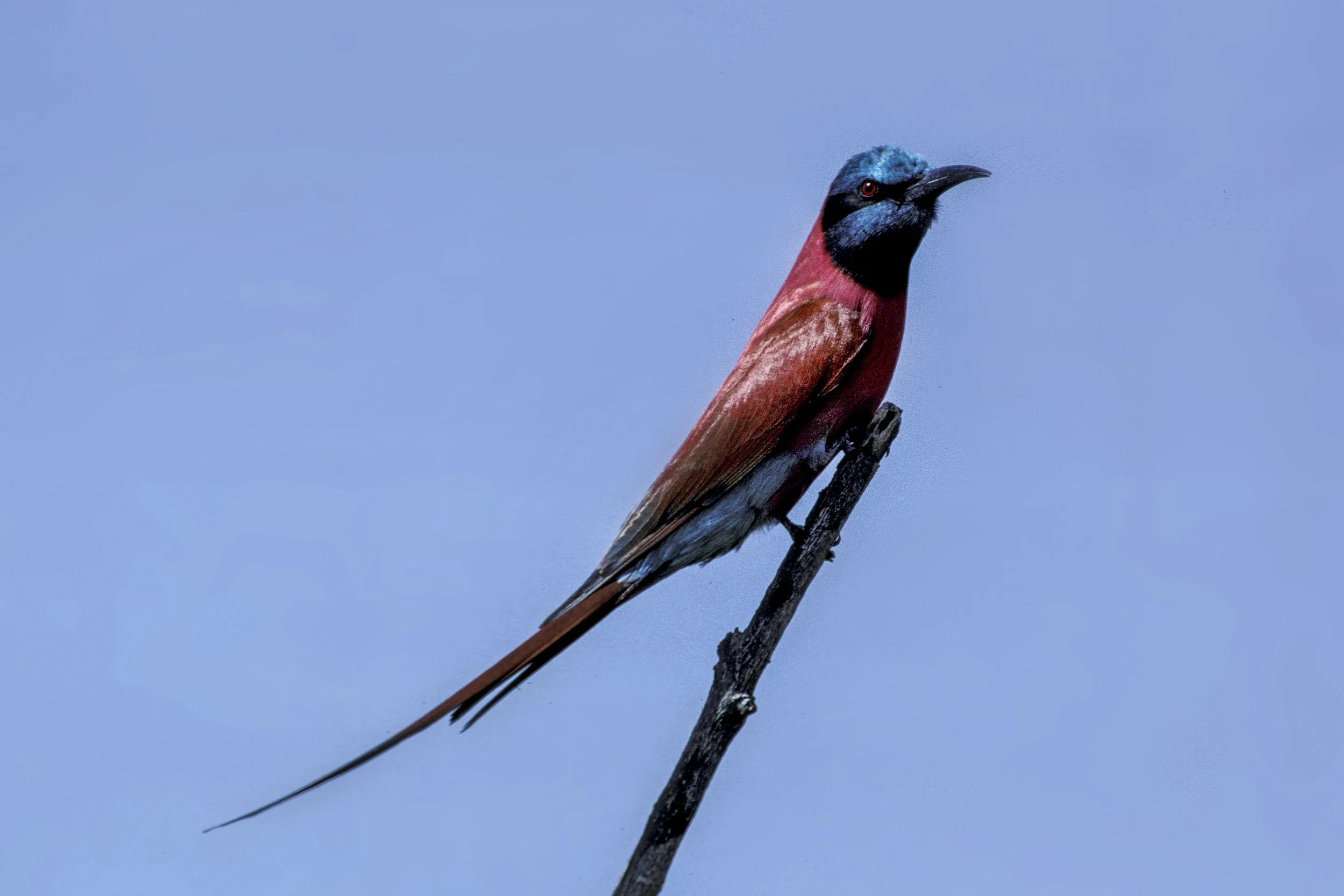 Carmine Bee Eater
