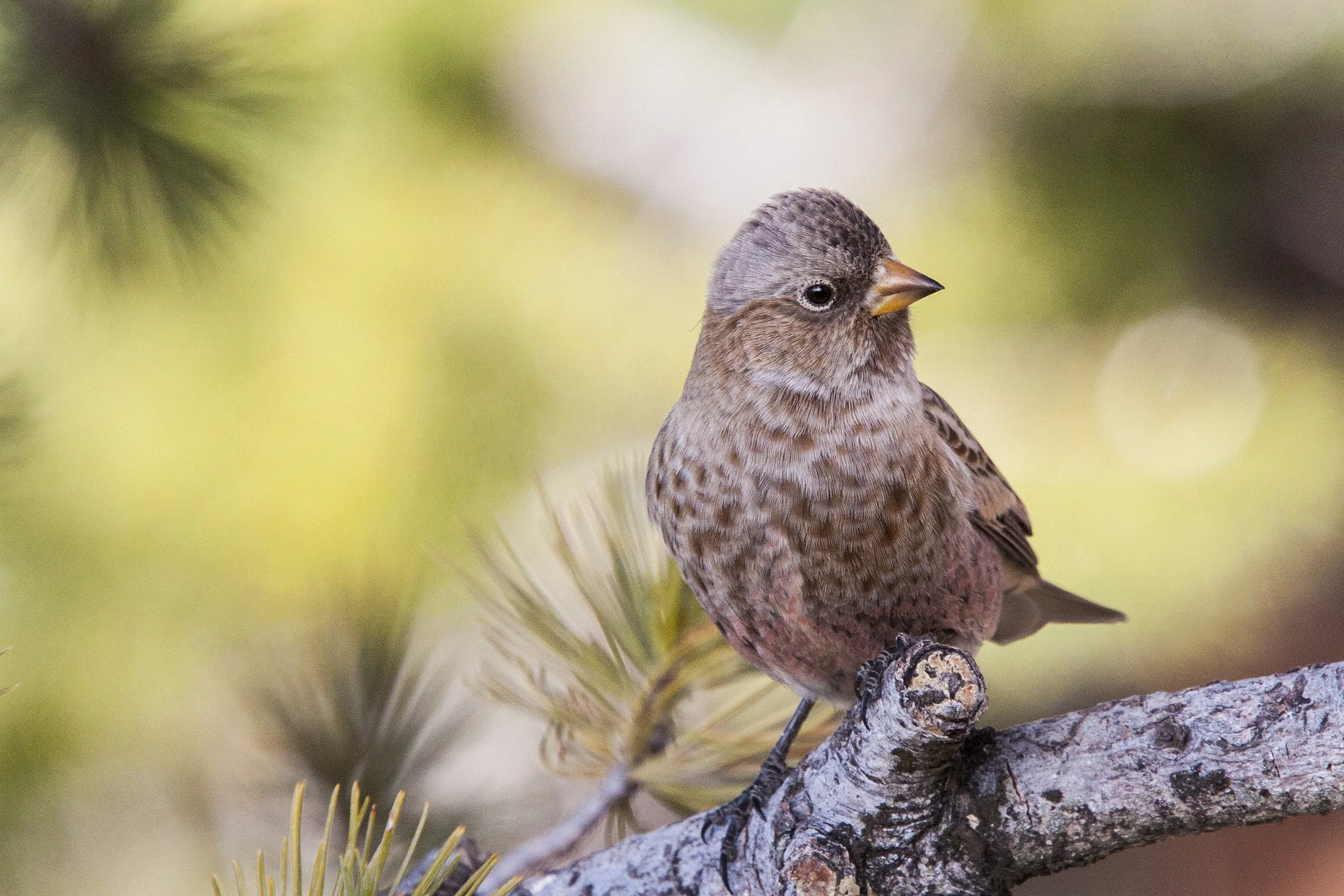 Brown Capped Rosy Finch