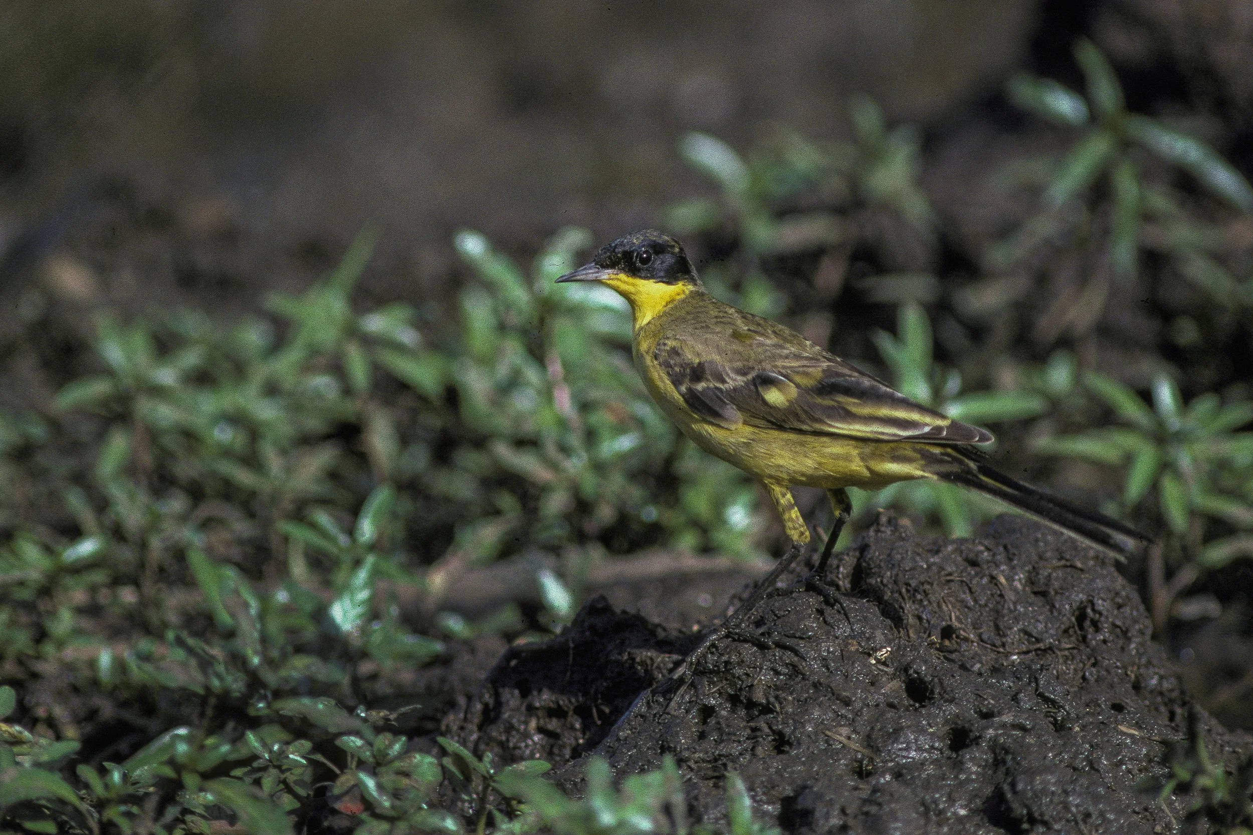 Western Yellow Wagtail