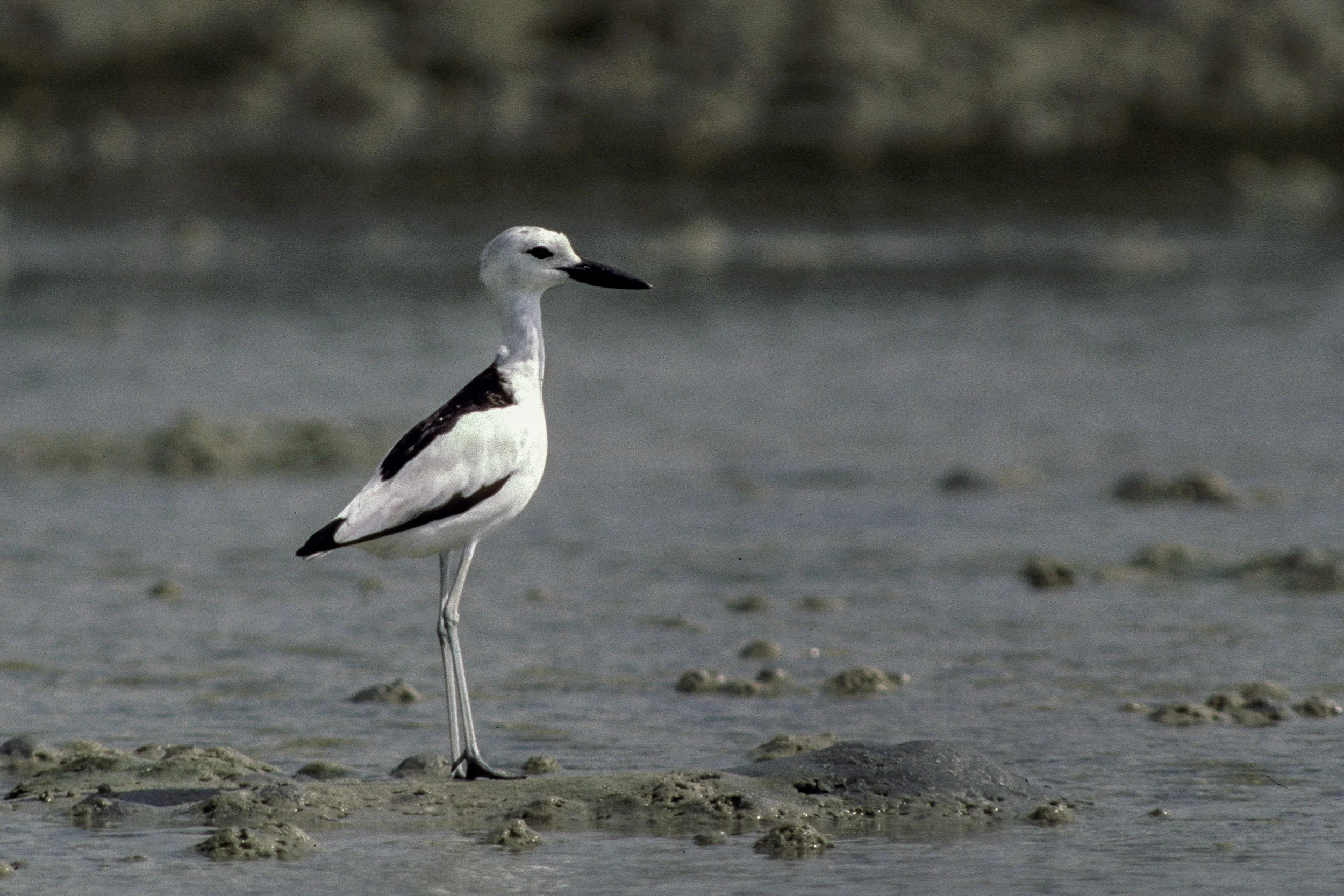 Crab Plover