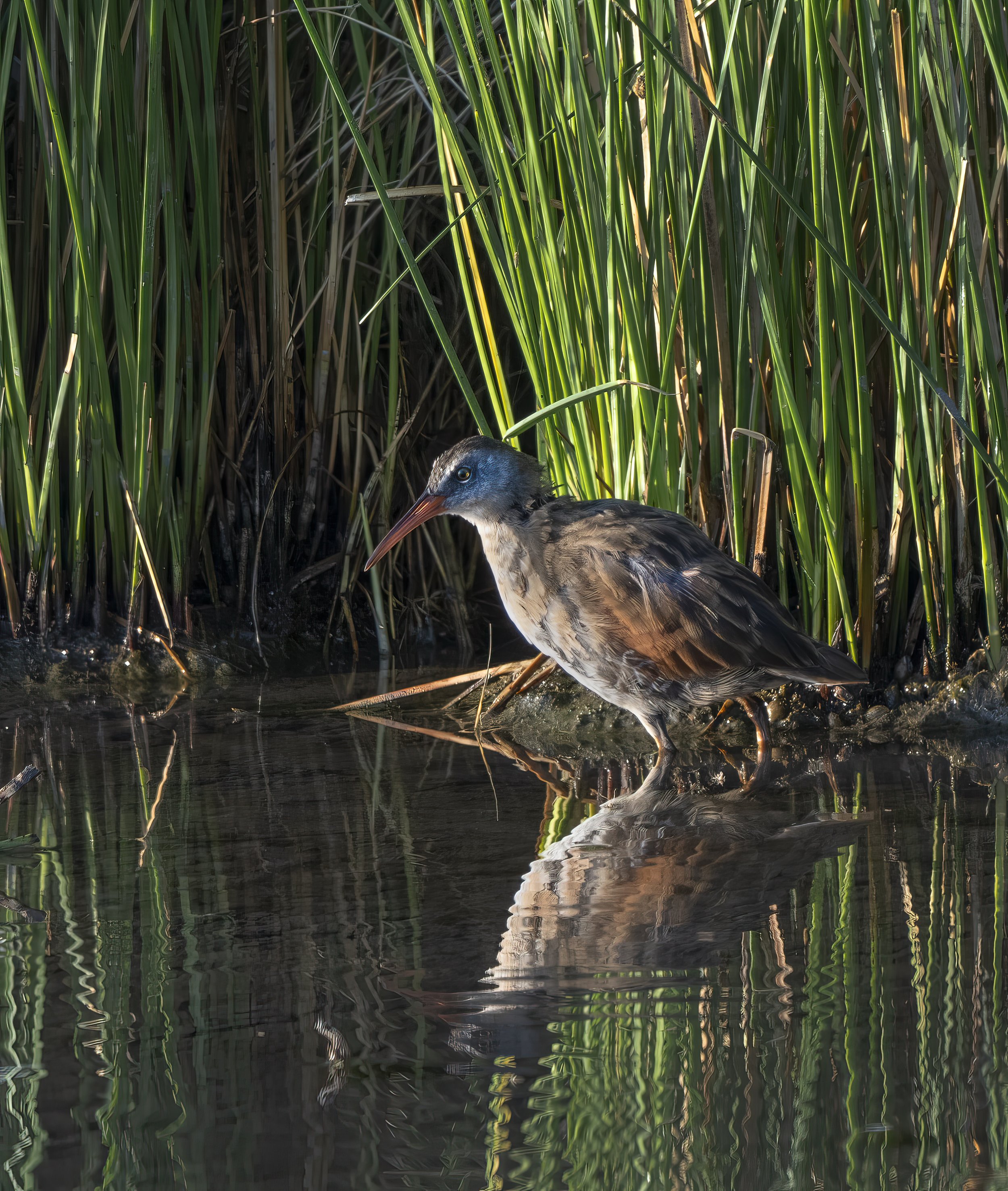 Virginia Rail