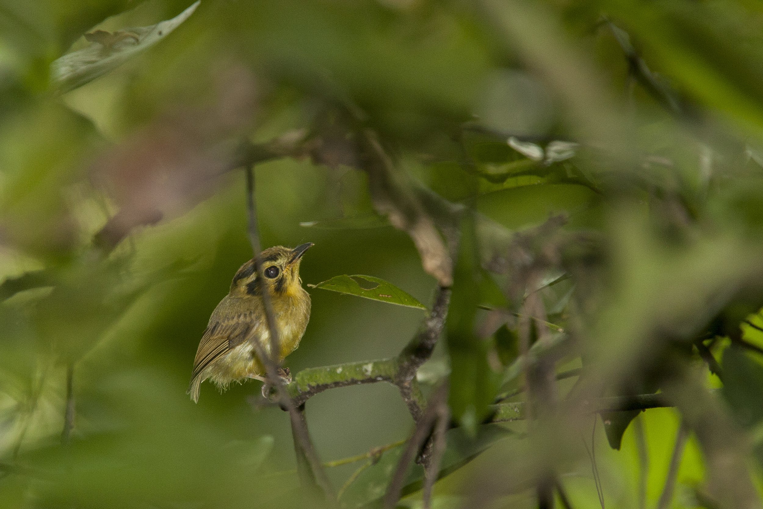 Golden Crowned Spadebill