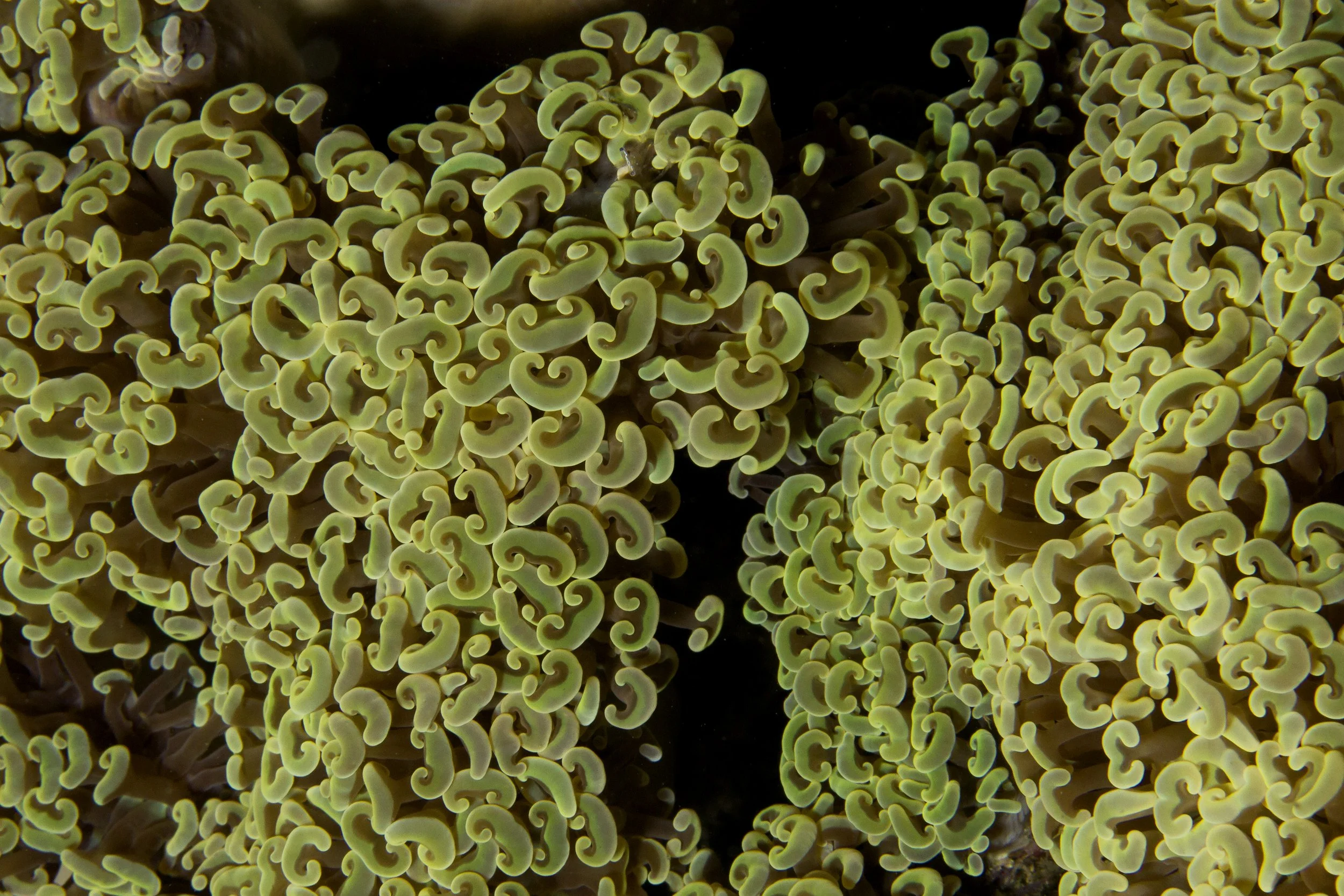 Halmahera_IMG_2587 (1).jpg