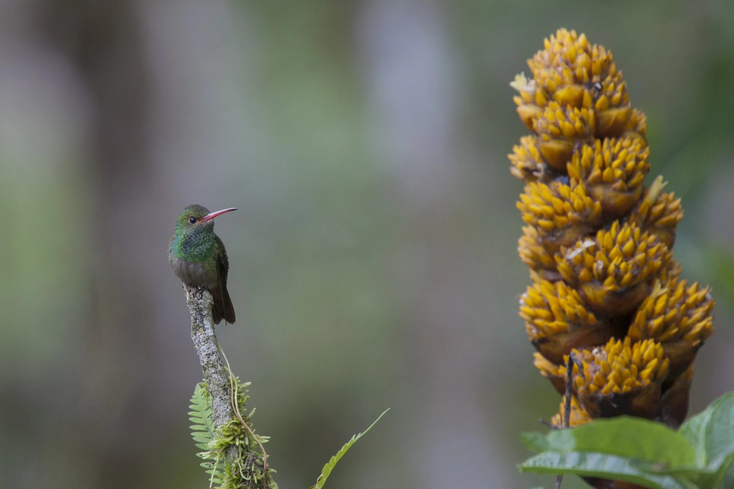 Rufous Tailed Hummingbird