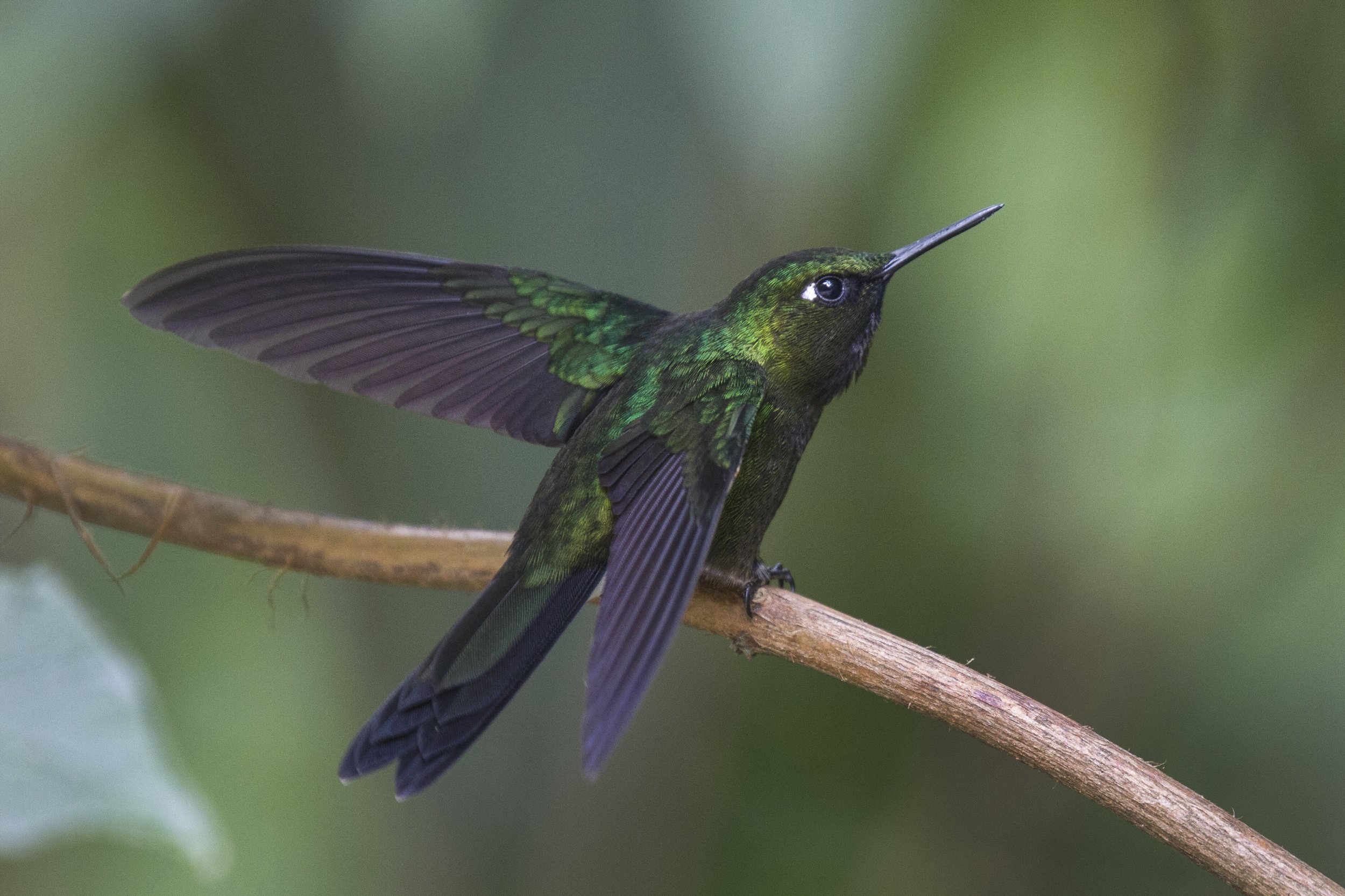 Tourmaline Sunangel